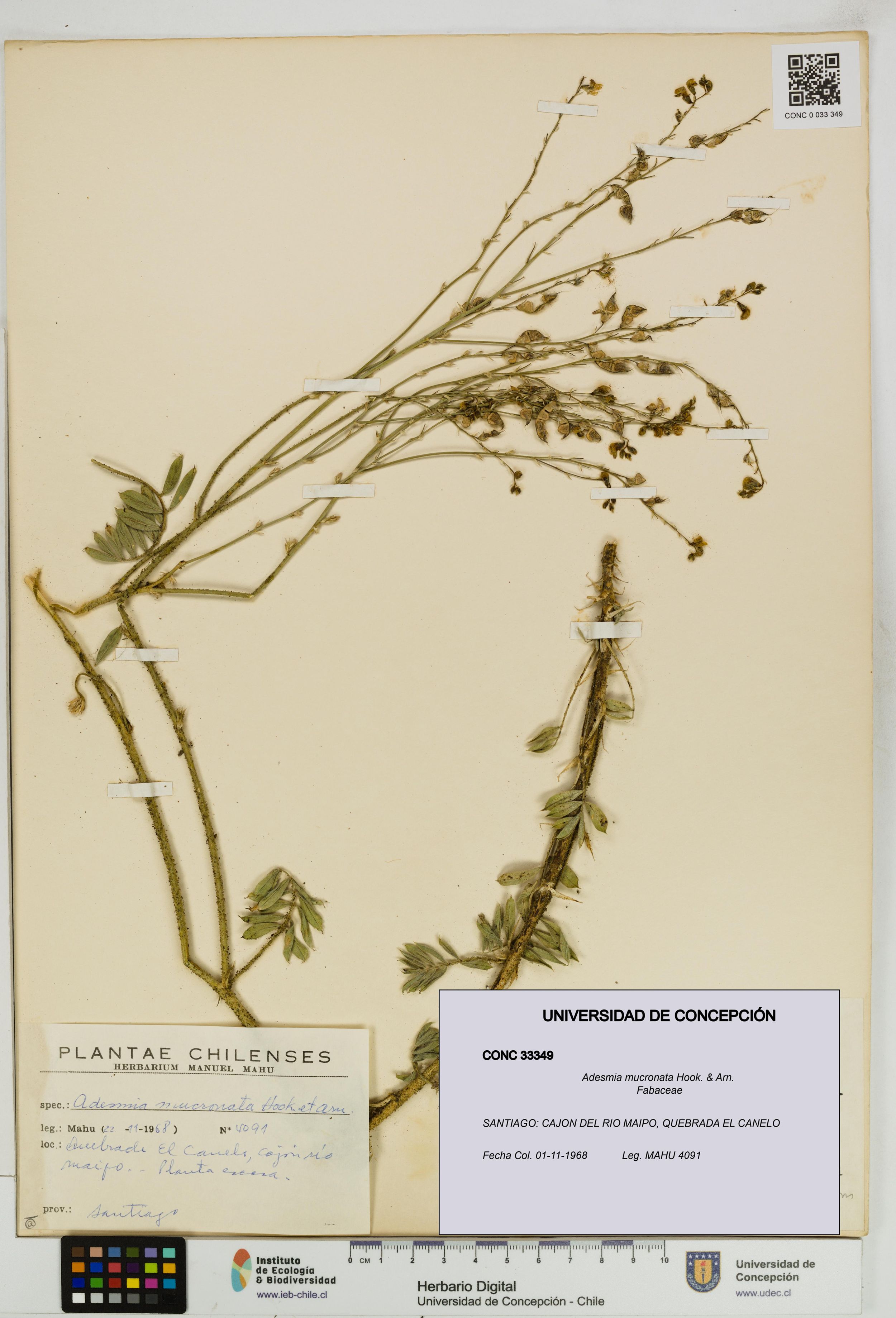 Adesmia mucronata [Espécimen: ]