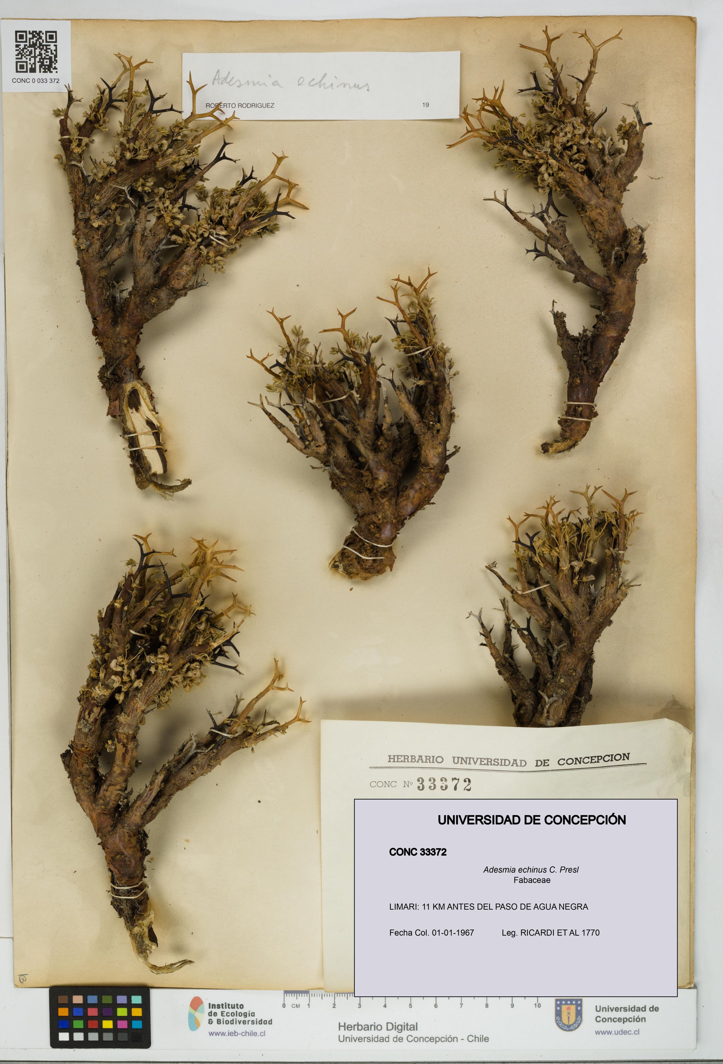 Adesmia echinus [Espécimen: ]