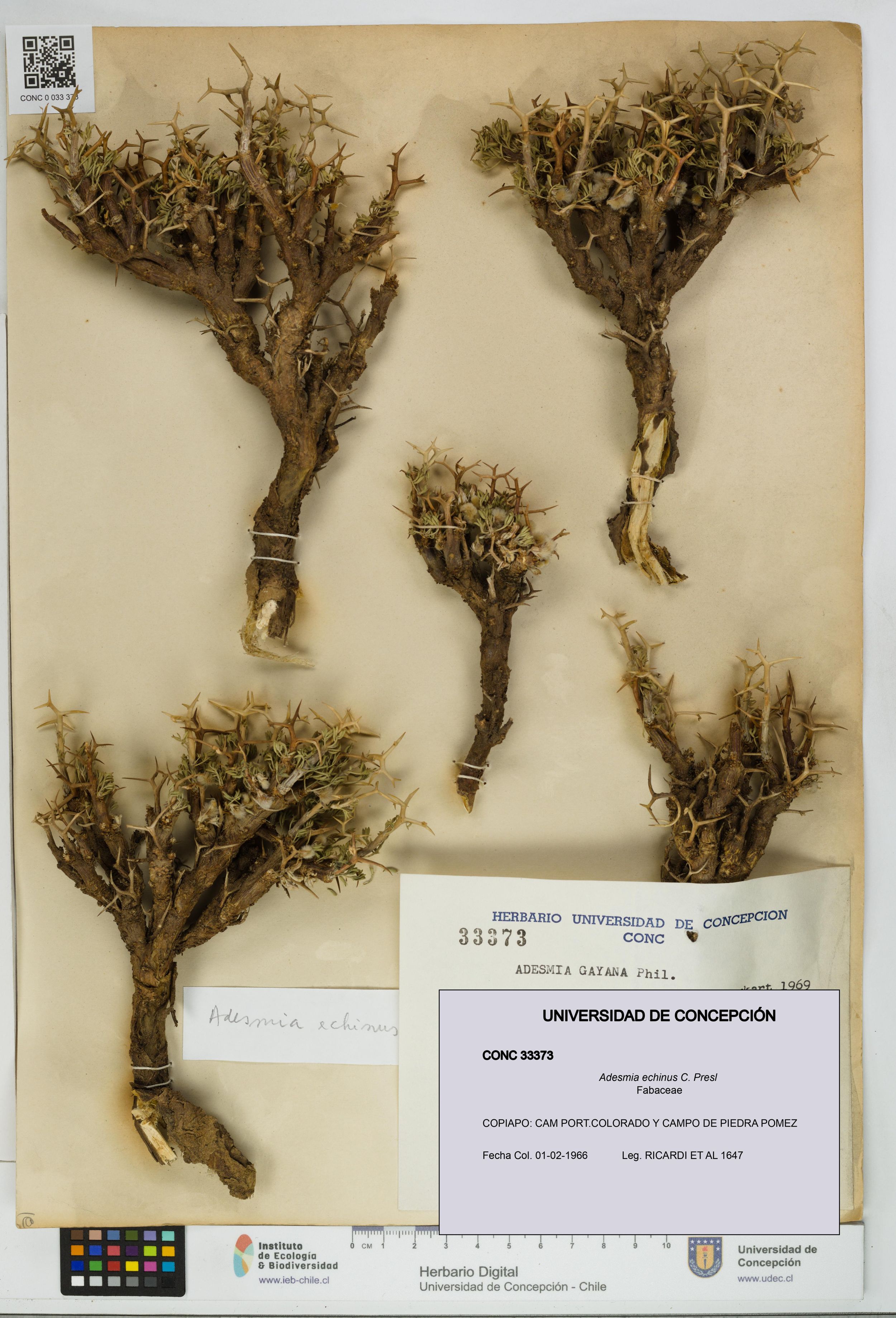 Adesmia echinus [Espécimen: ]