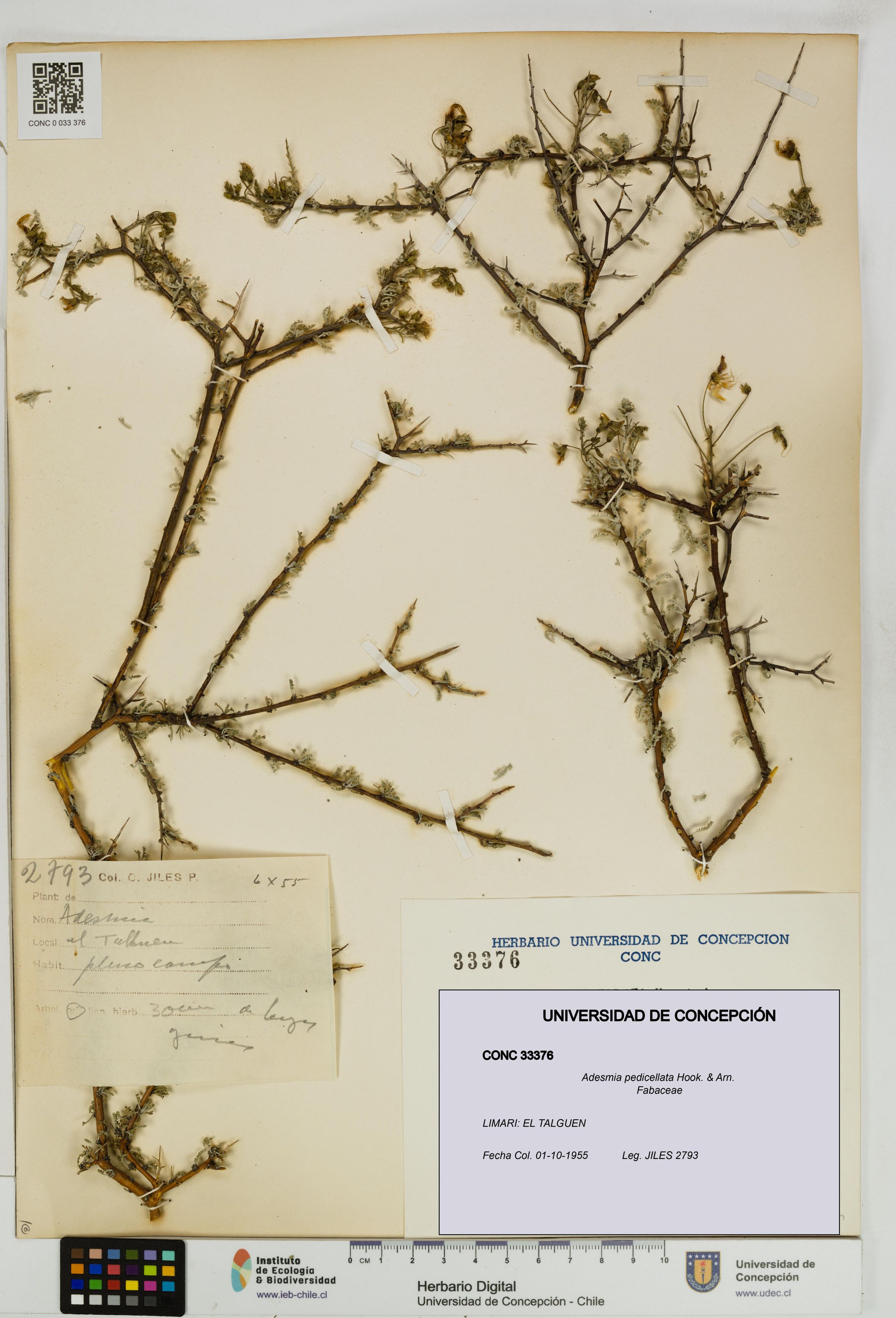 Adesmia pedicellata [Espécimen: ]