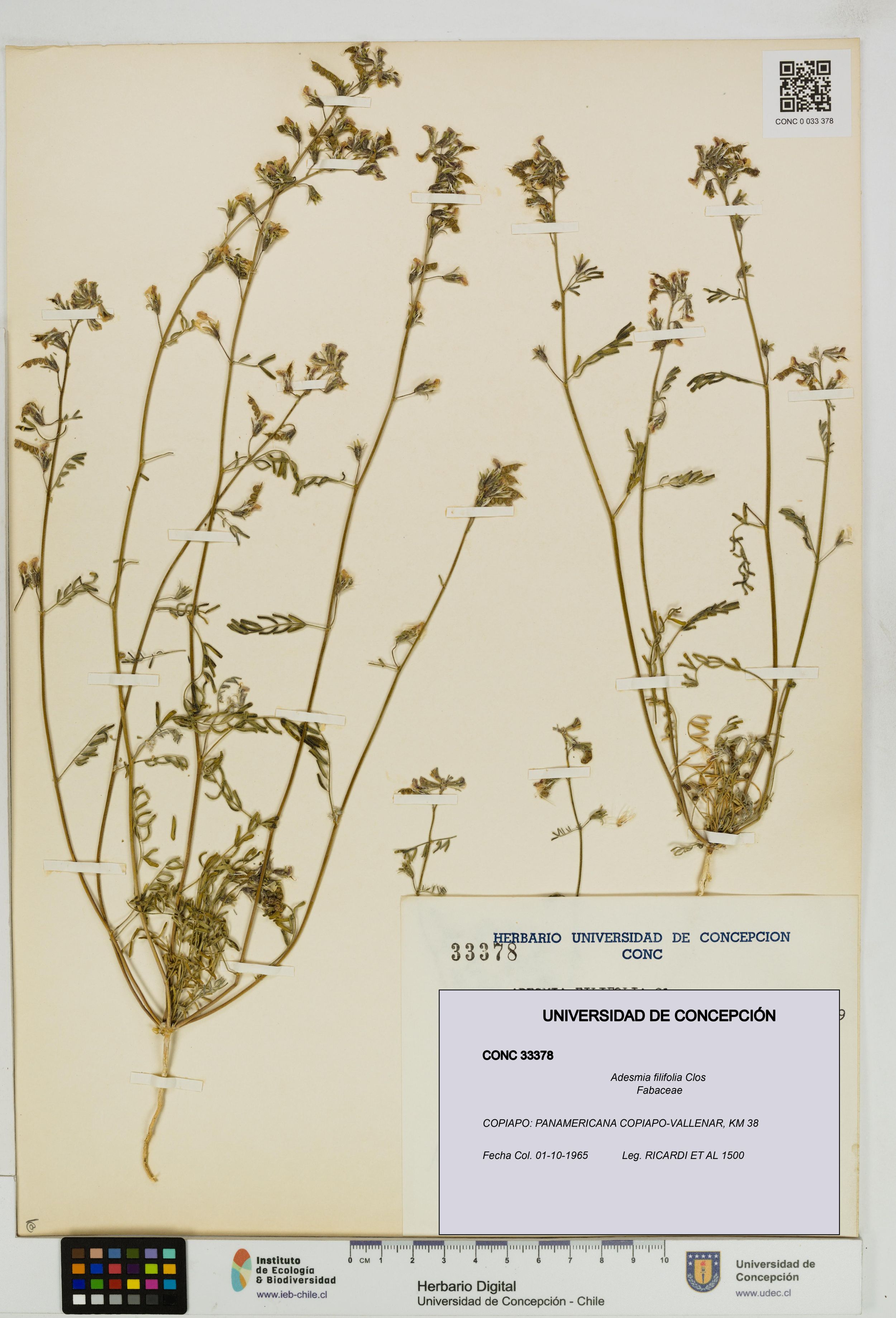 Adesmia filifolia [Espécimen: ]