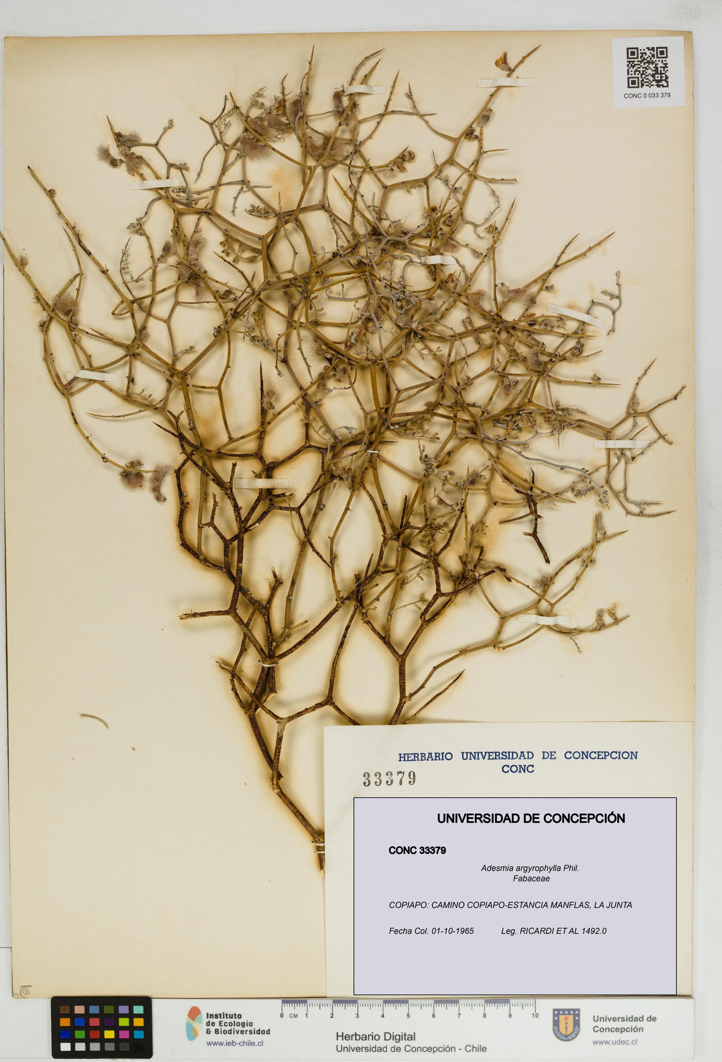 Adesmia argyrophylla [Espécimen: ]
