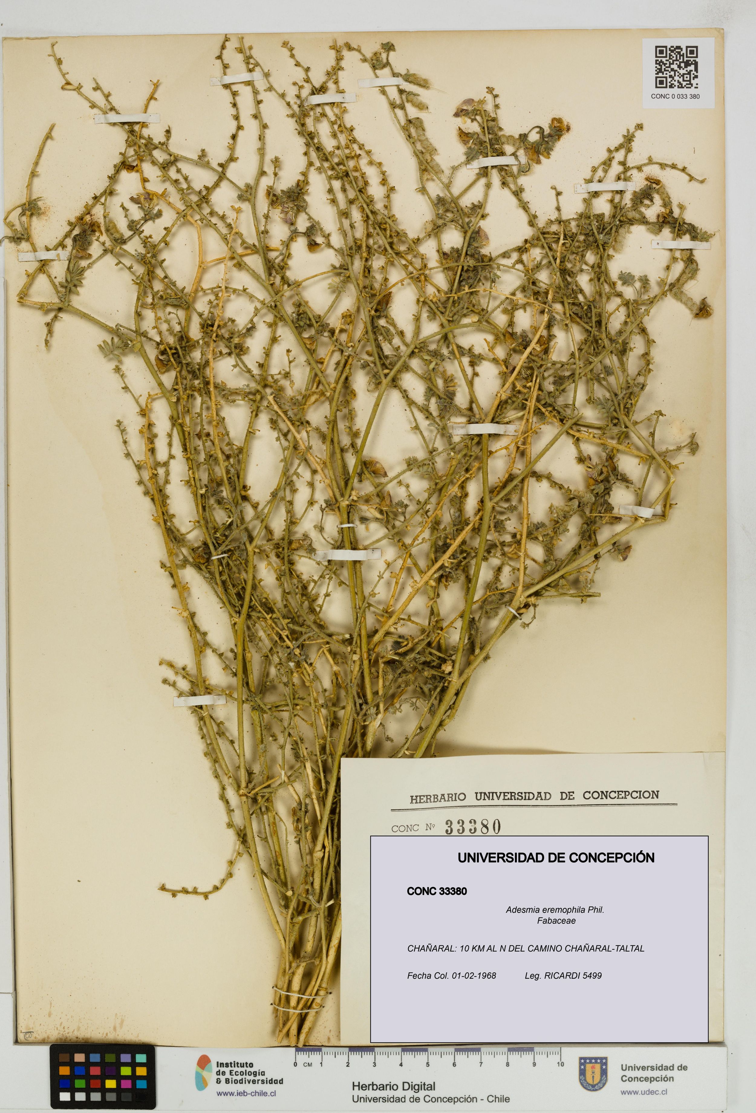 Adesmia eremophila [Espécimen: ]
