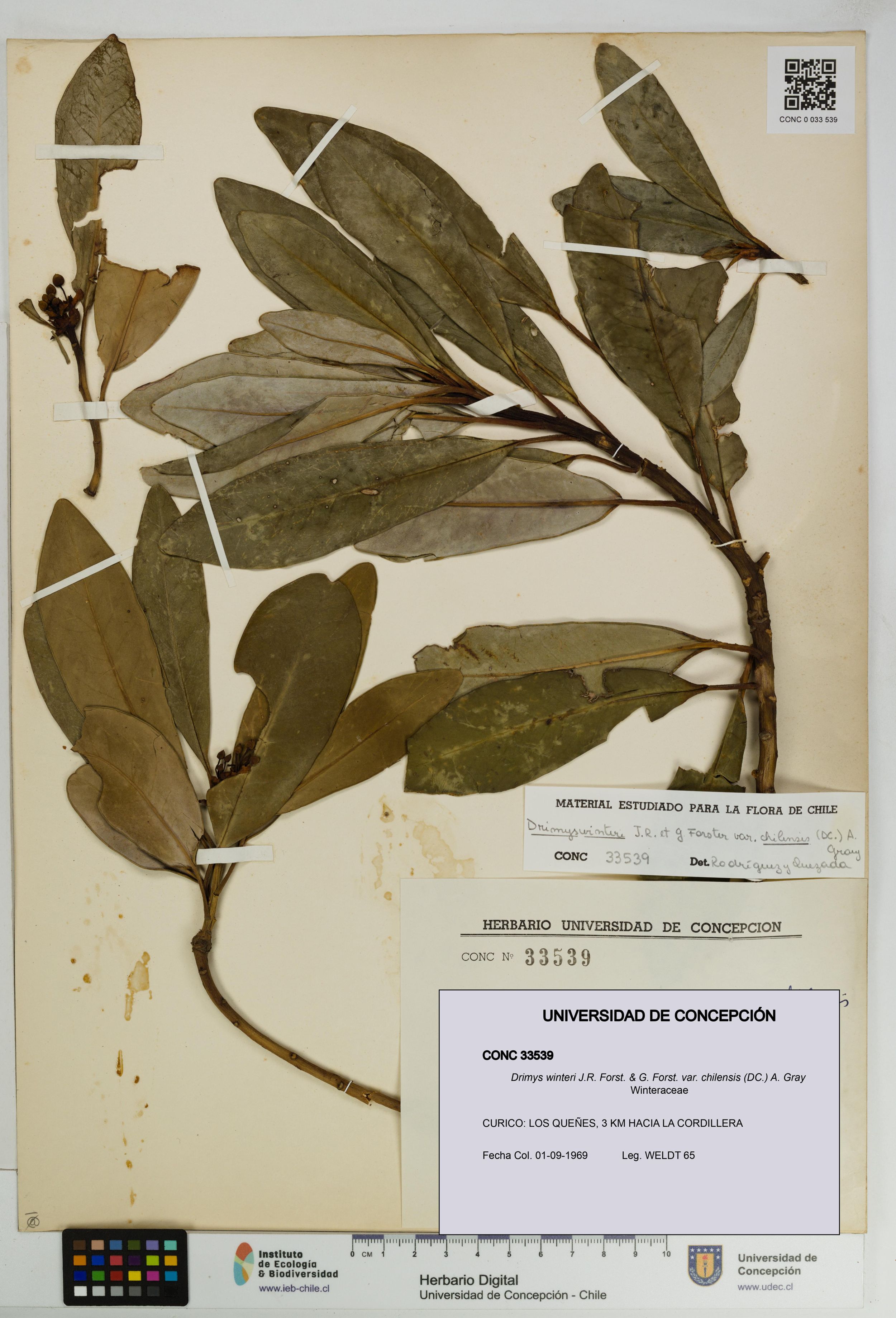 Drimys winteri var. chilensis [Espécimen: ]