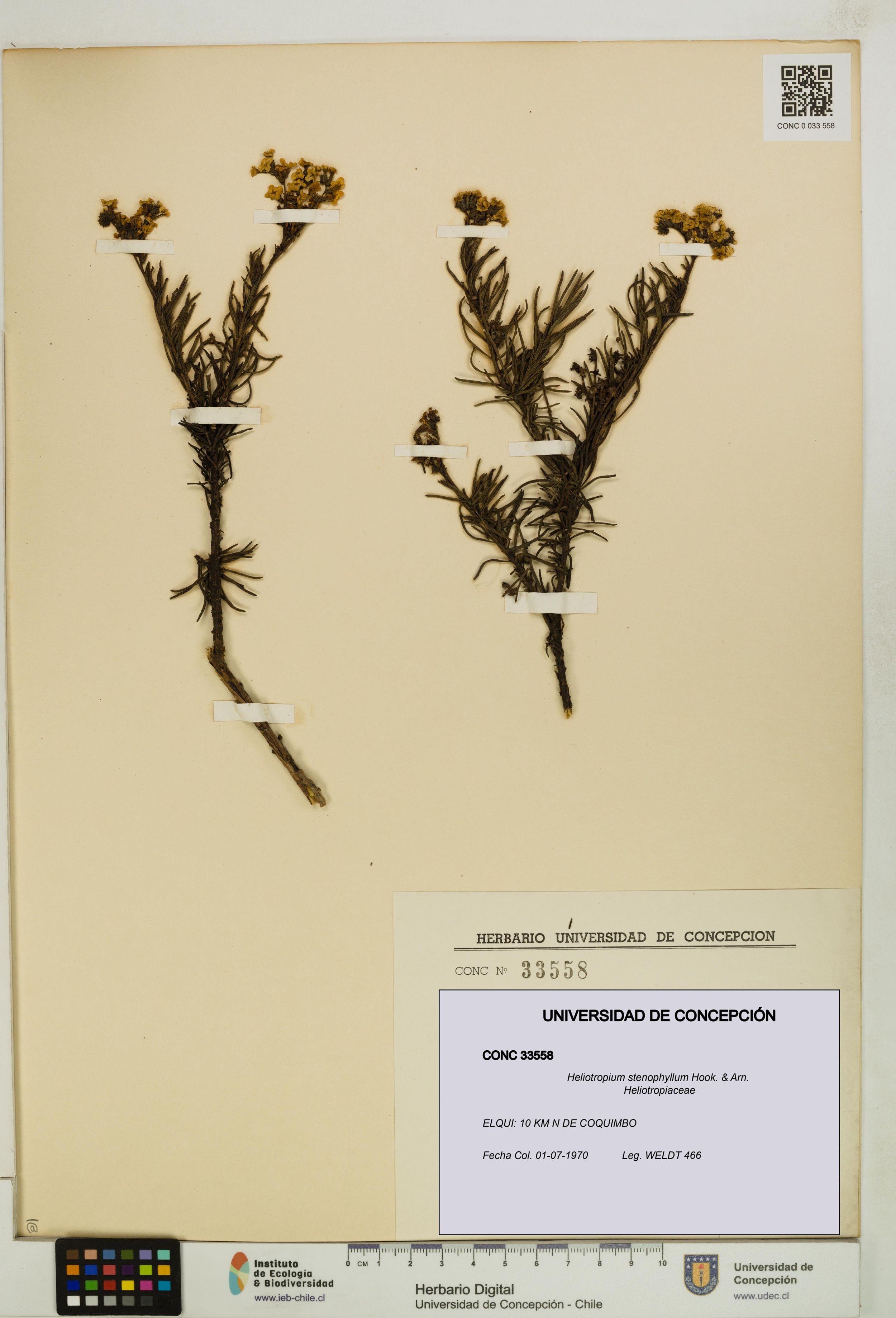 Heliotropium stenophyllum [Espécimen: ]