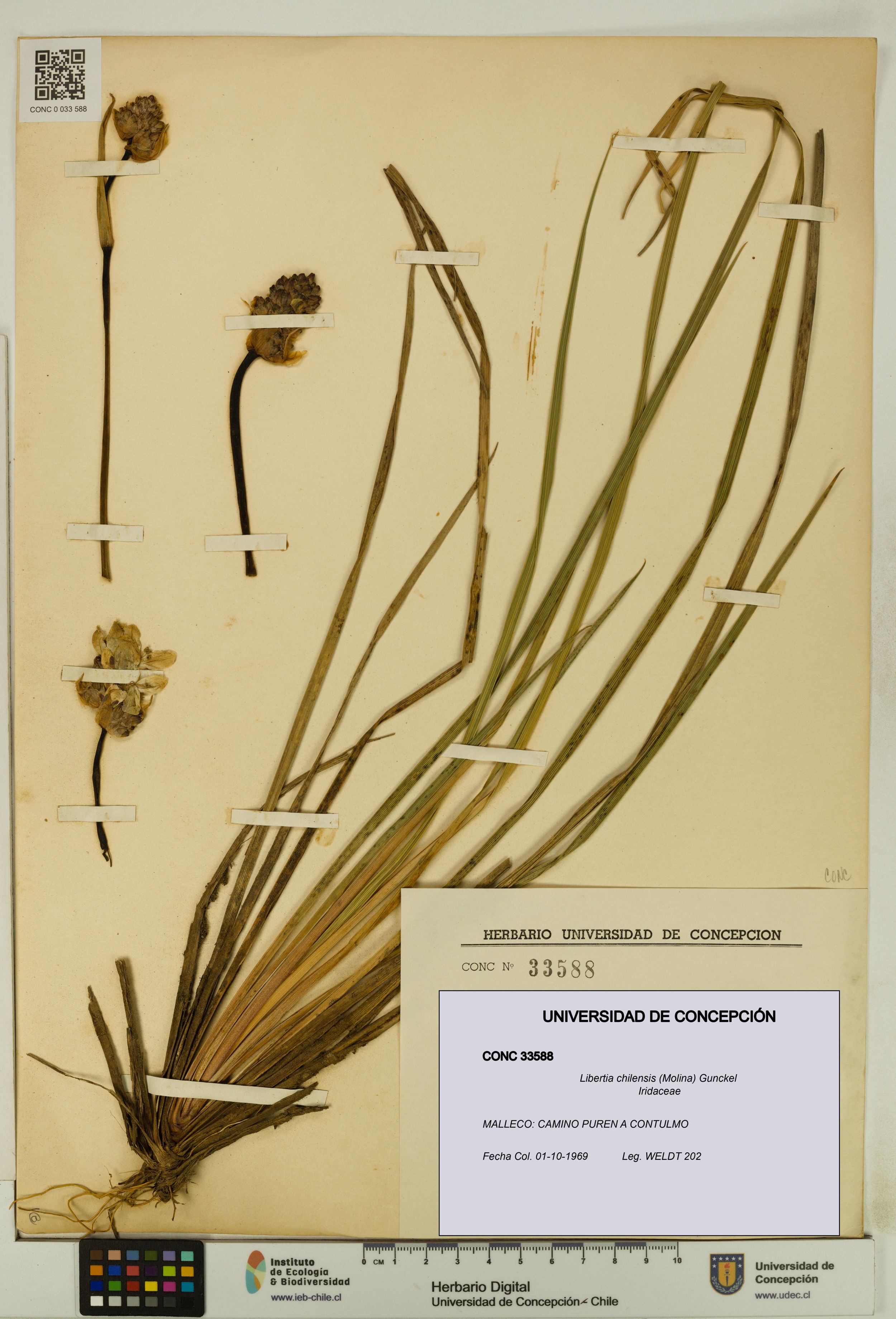 Libertia chilensis [Espécimen: ]