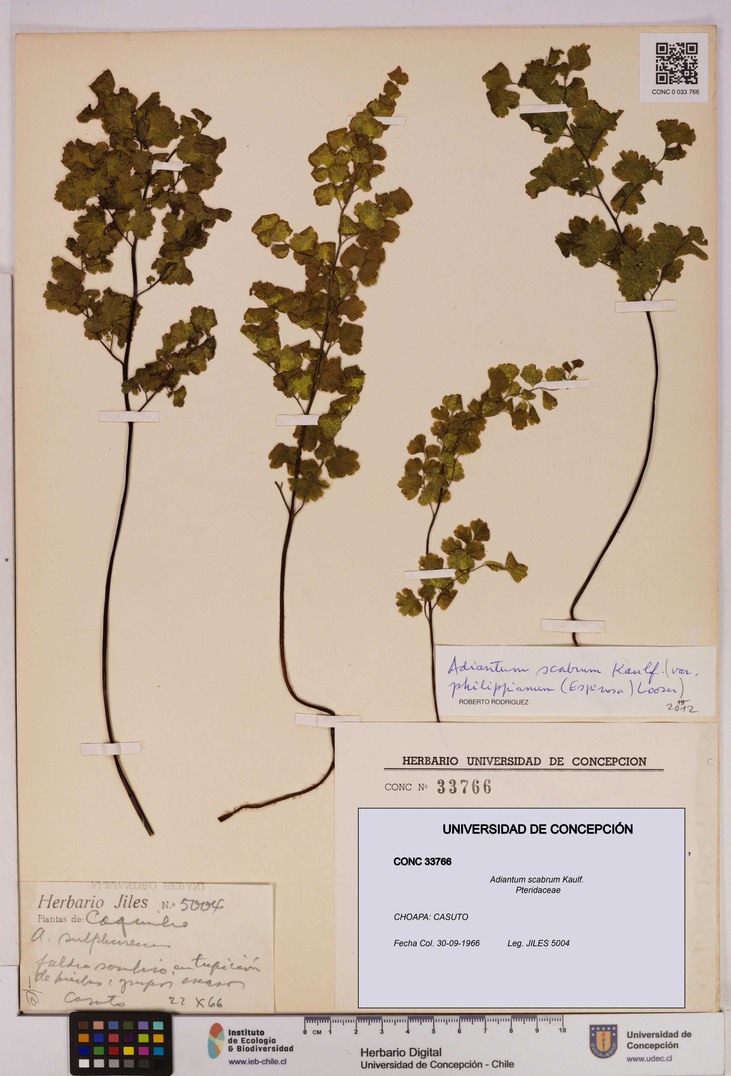 Adiantum scabrum [Espécimen: ]