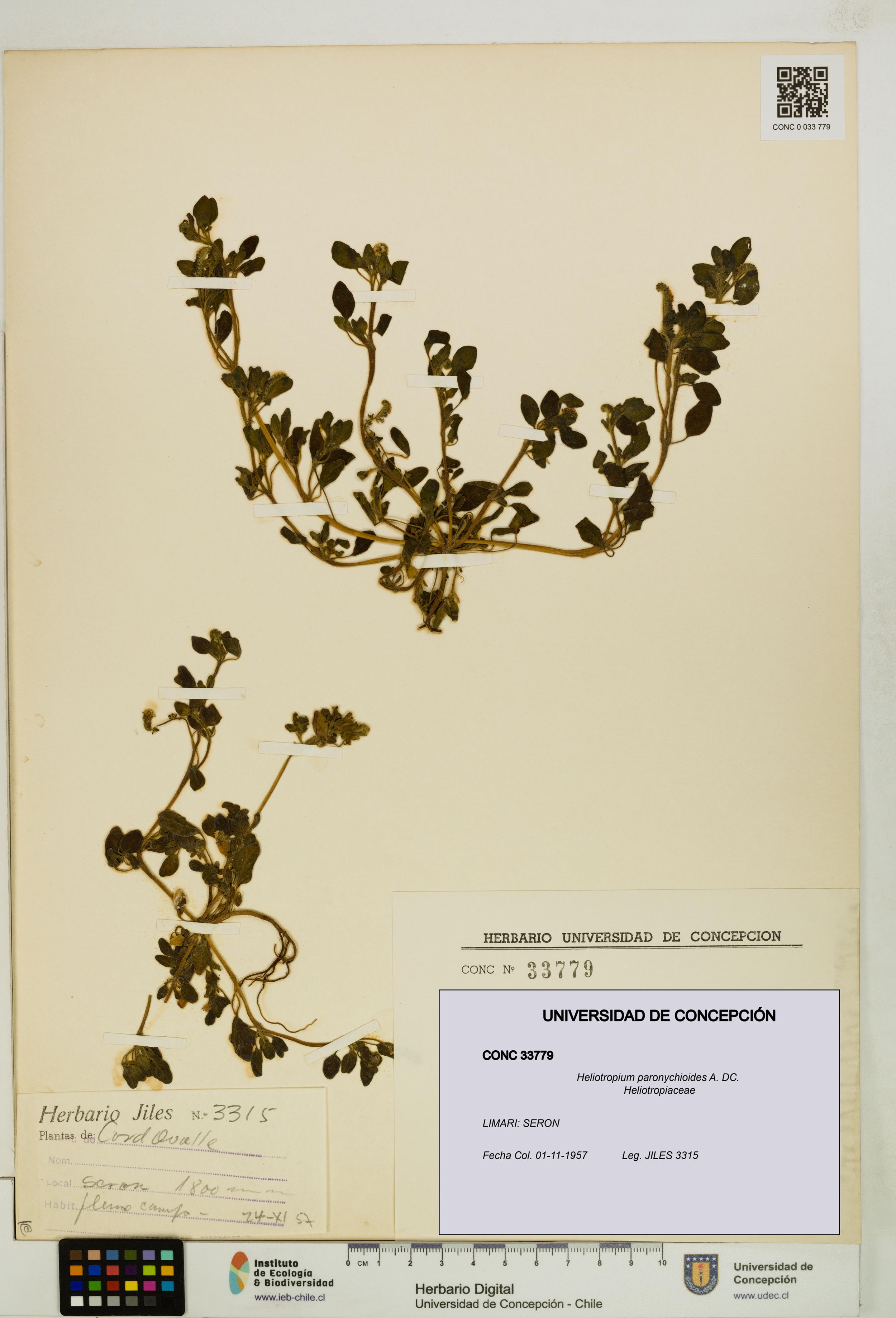 Heliotropium paronychioides [Espécimen: ]