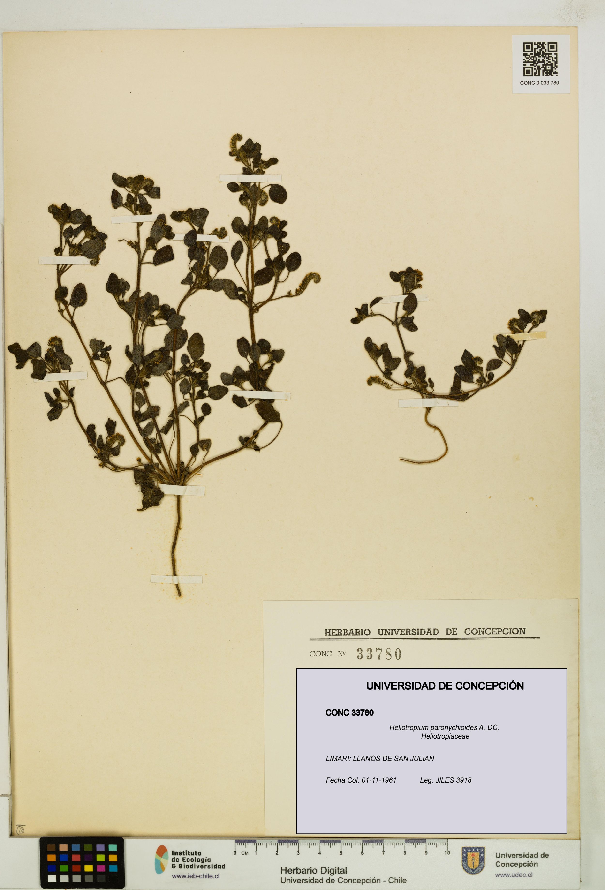 Heliotropium paronychioides [Espécimen: ]