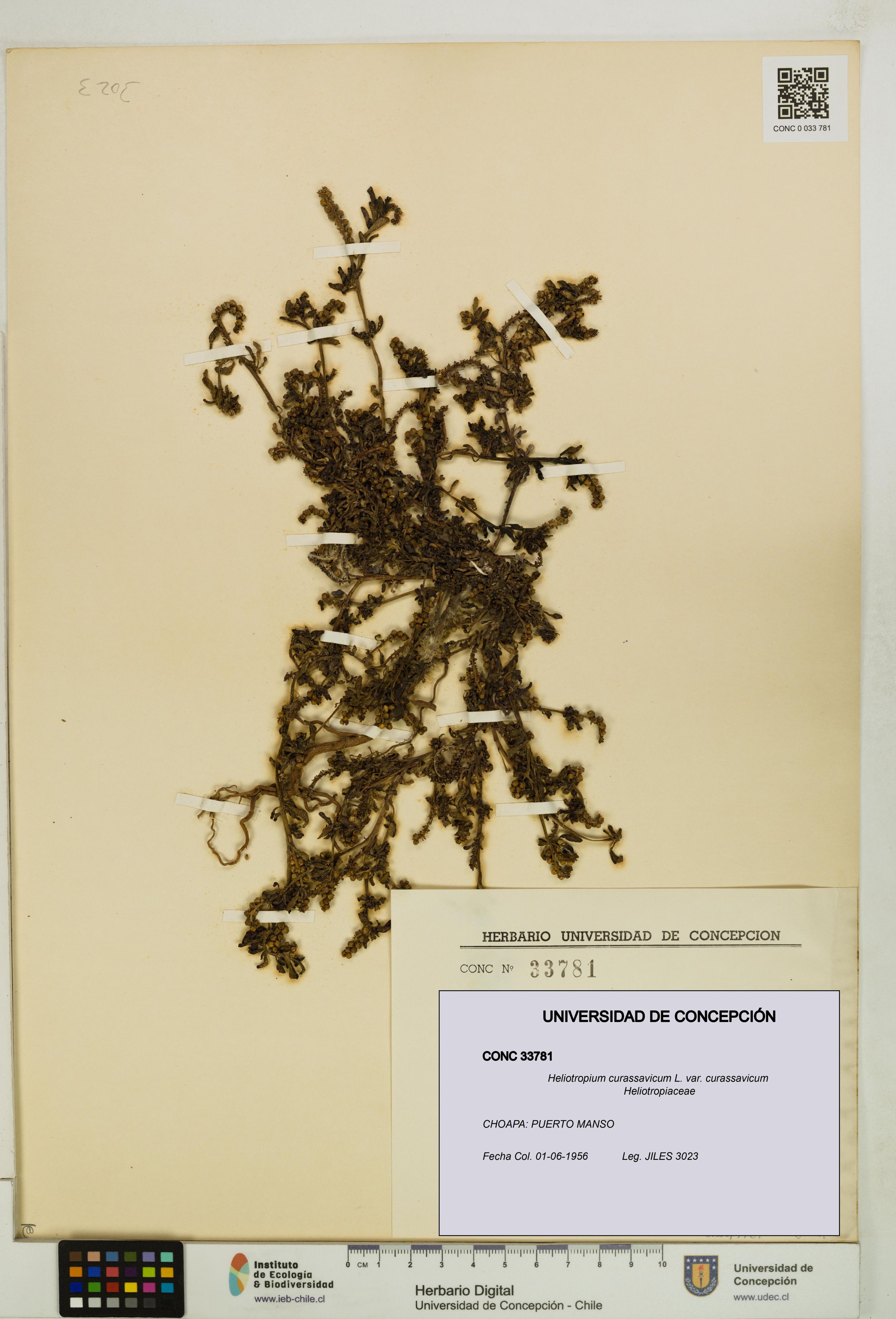 Heliotropium curassavicum var. curassavicum [Espécimen: ]