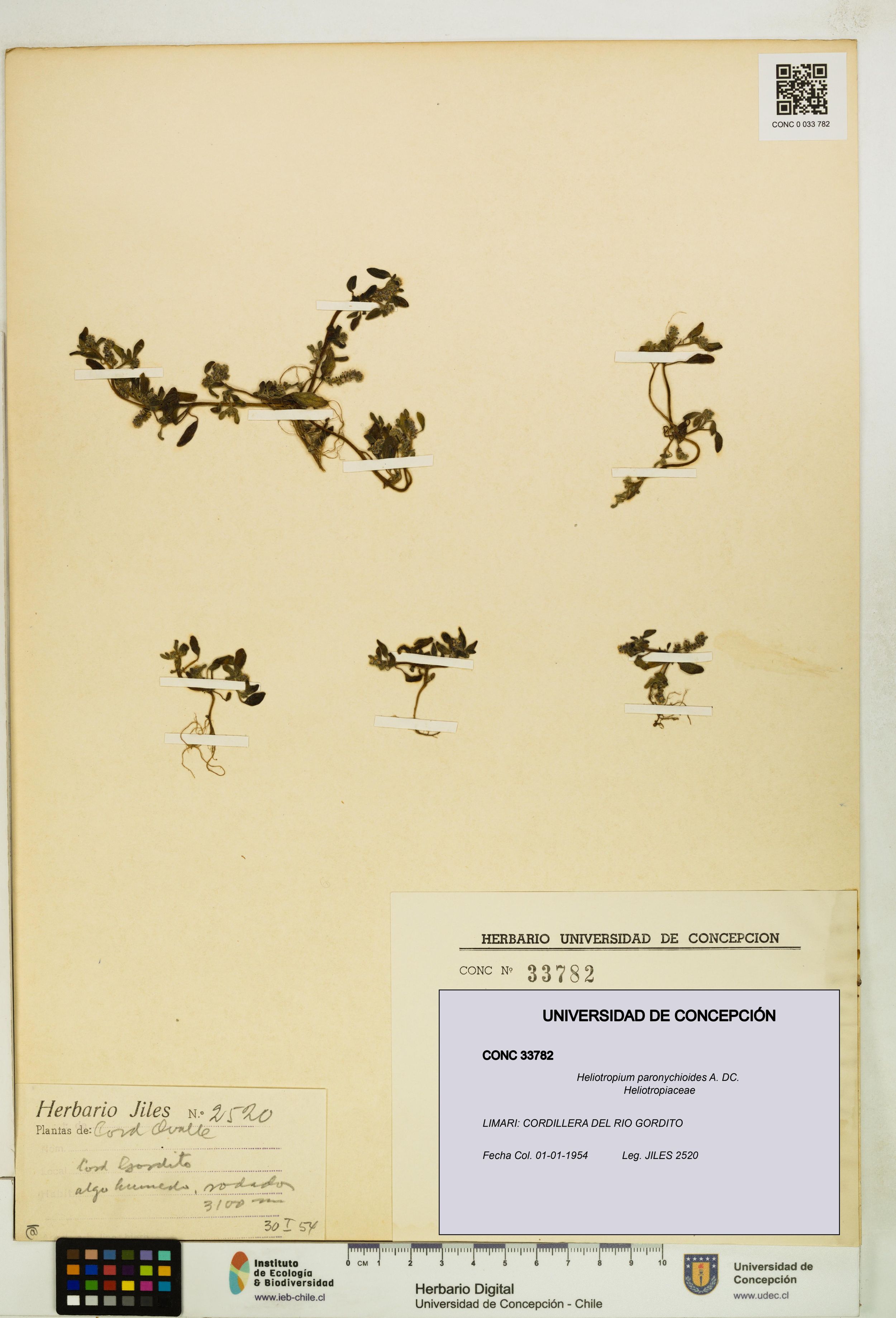 Heliotropium paronychioides [Espécimen: ]