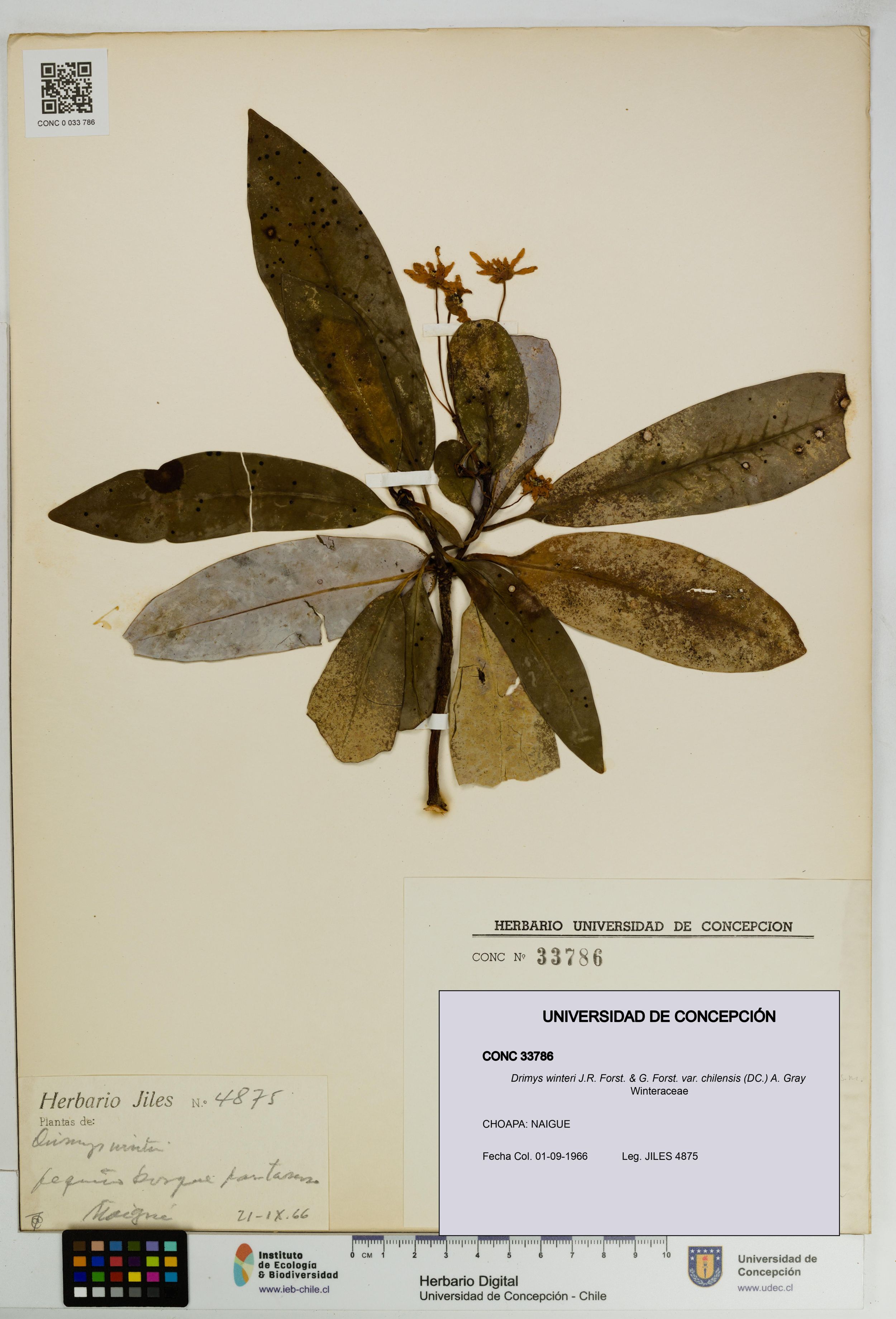 Drimys winteri var. chilensis [Espécimen: ]