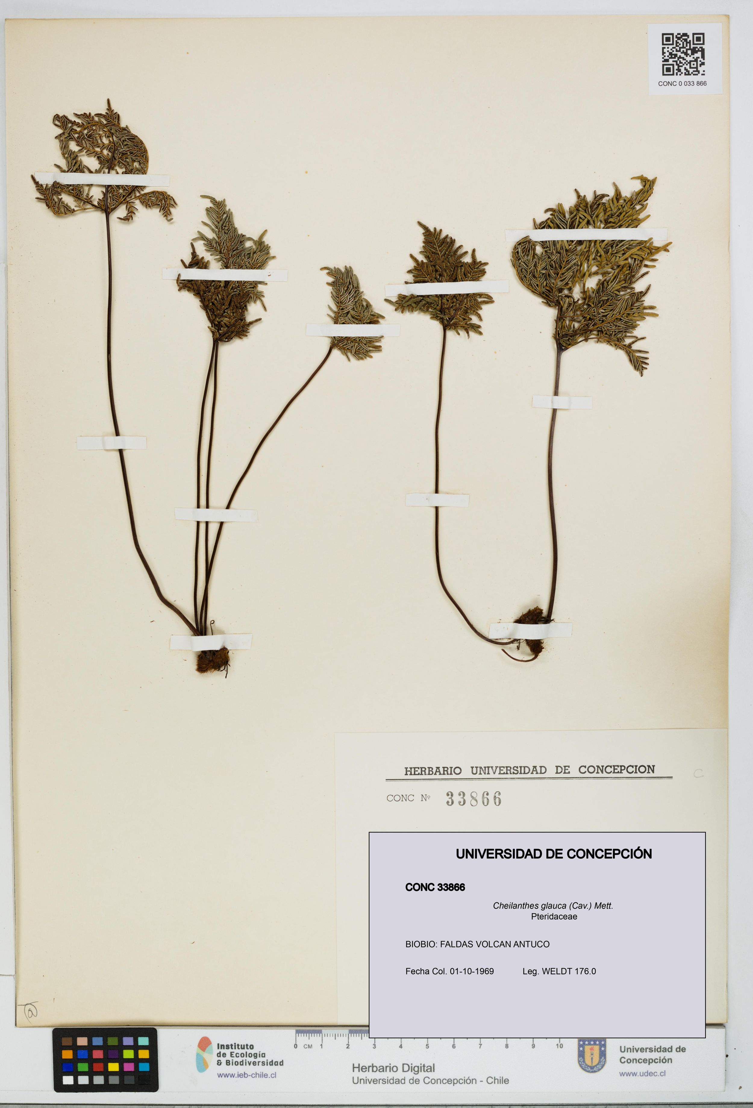 Cheilanthes glauca [Espécimen: ]