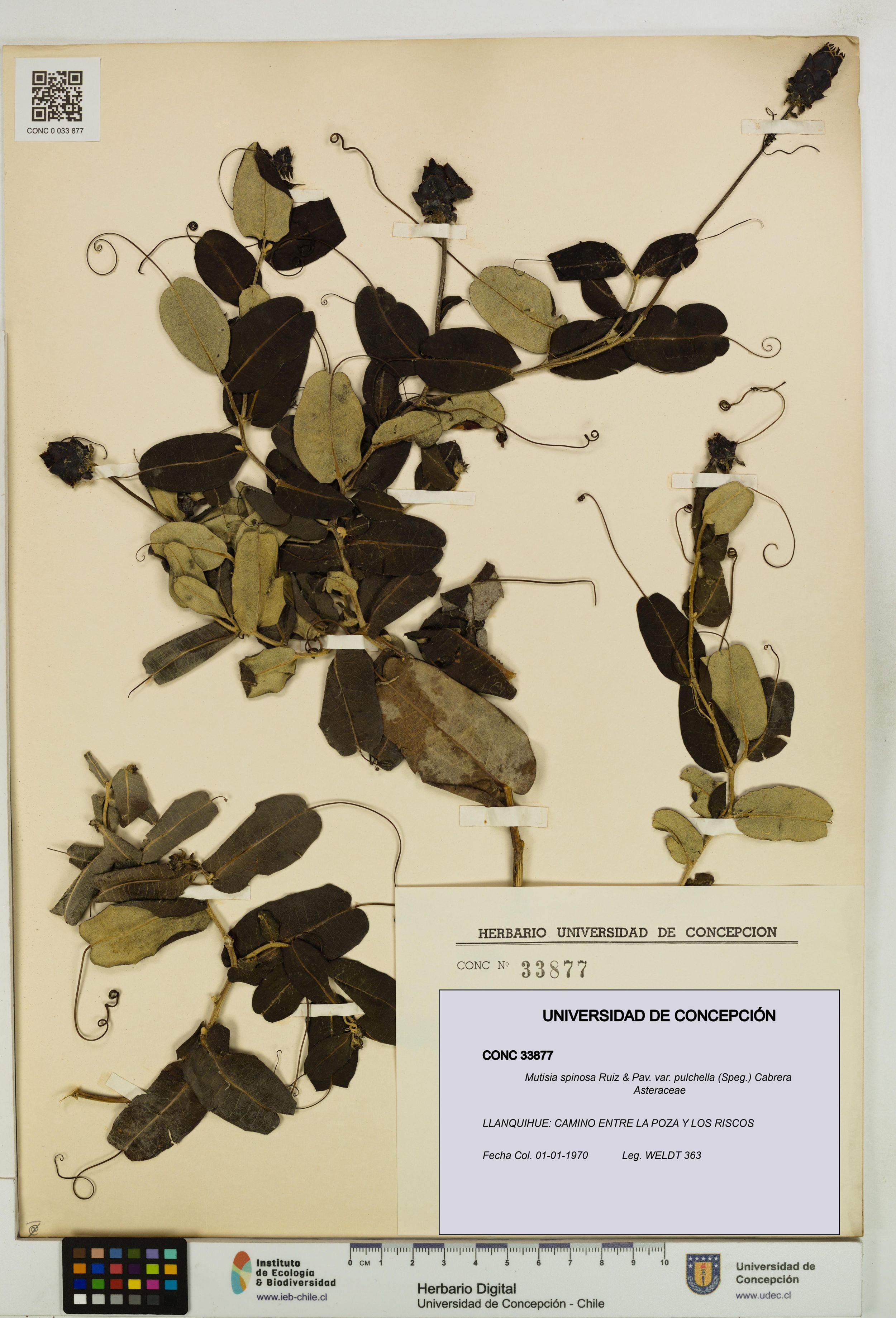 Mutisia spinosa var. pulchella [Espécimen: ]