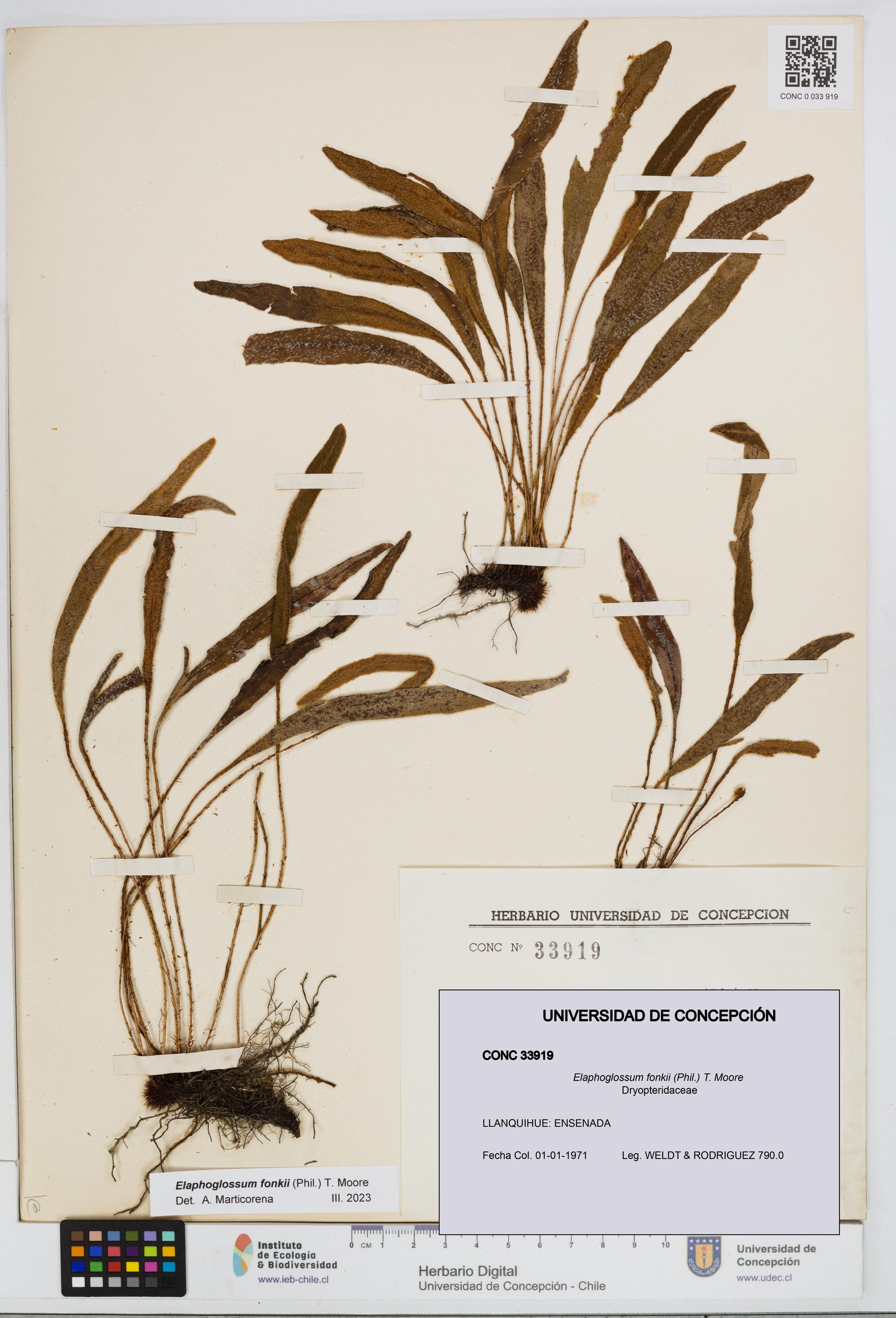 Elaphoglossum fonkii [Espécimen: ]
