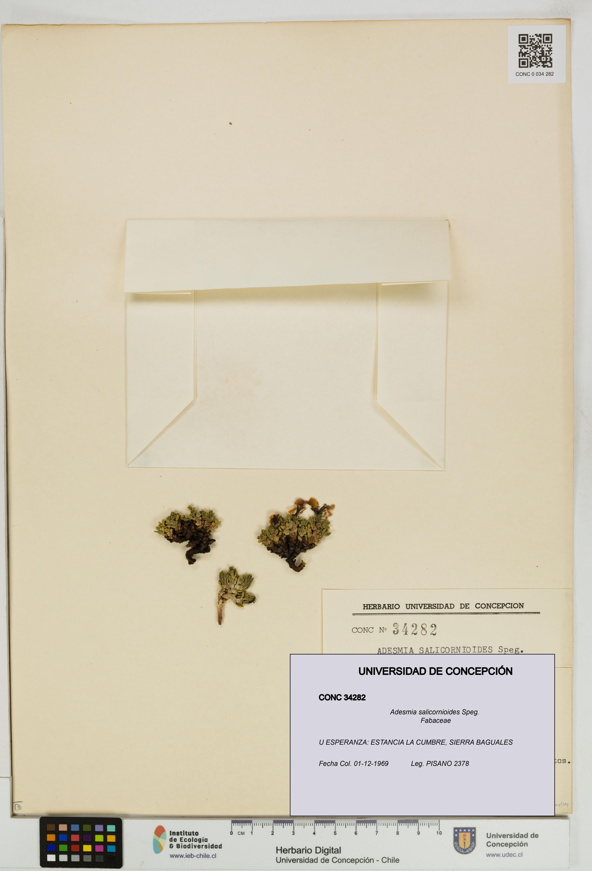 Adesmia salicornioides [Espécimen: ]