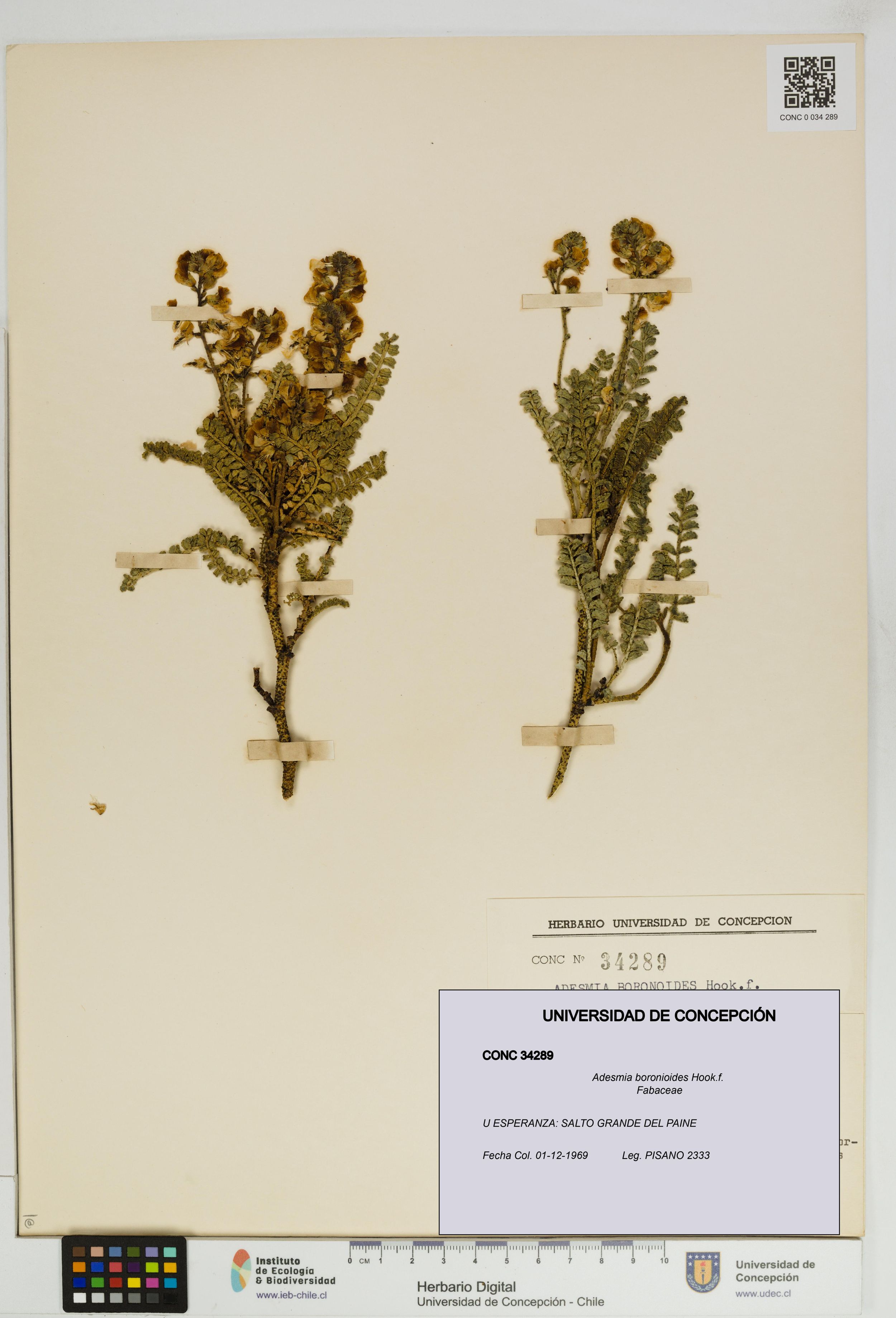 Adesmia boronioides [Espécimen: ]