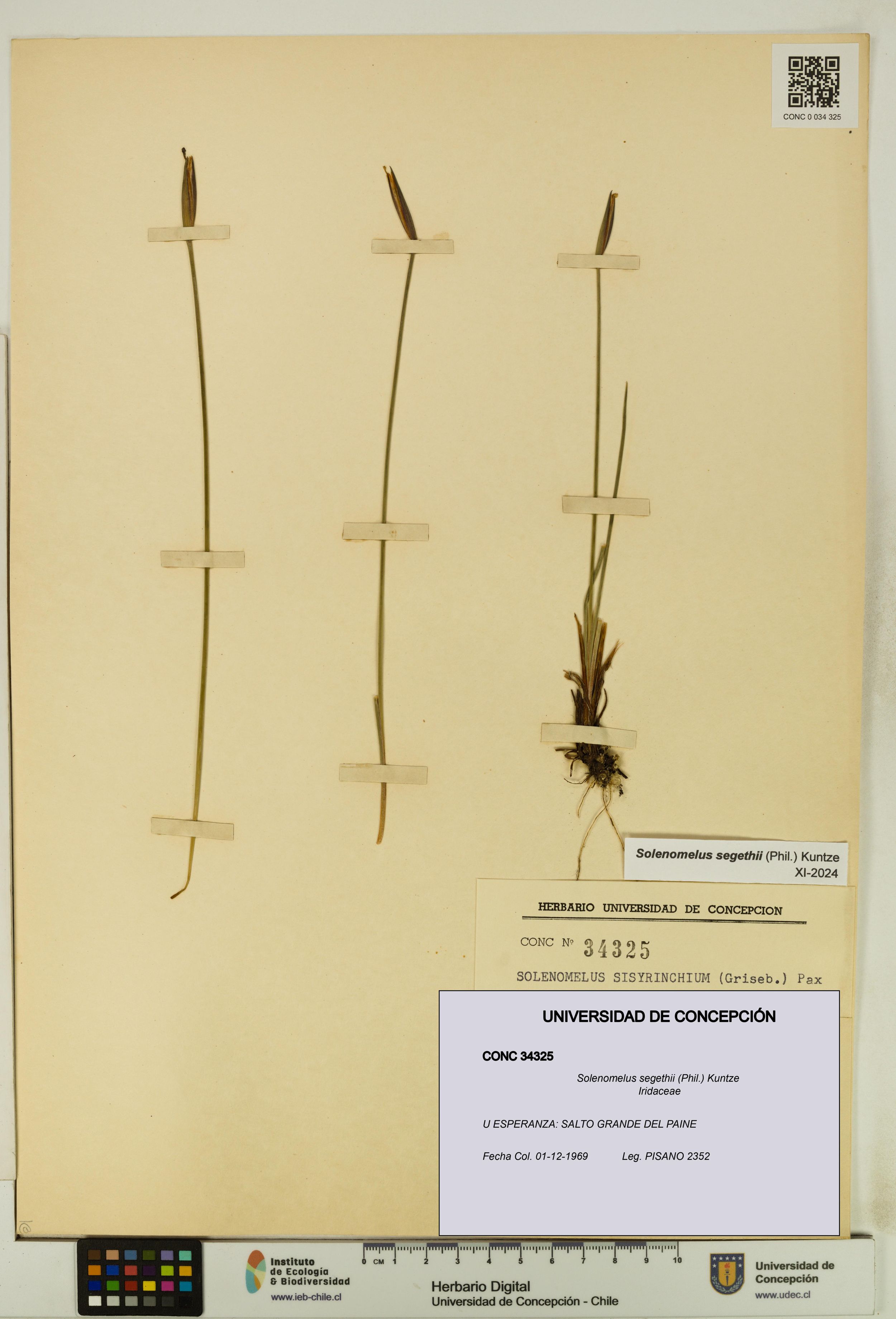 Solenomelus segethii [Espécimen: ]