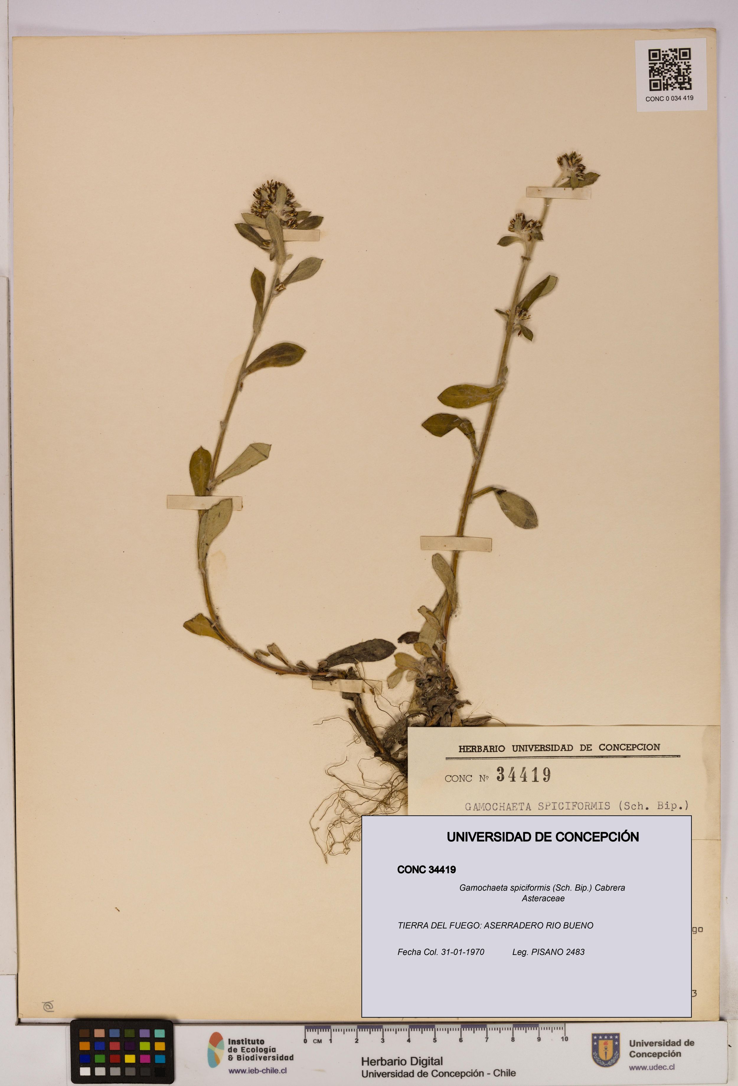 Gamochaeta spiciformis [Espécimen: ]