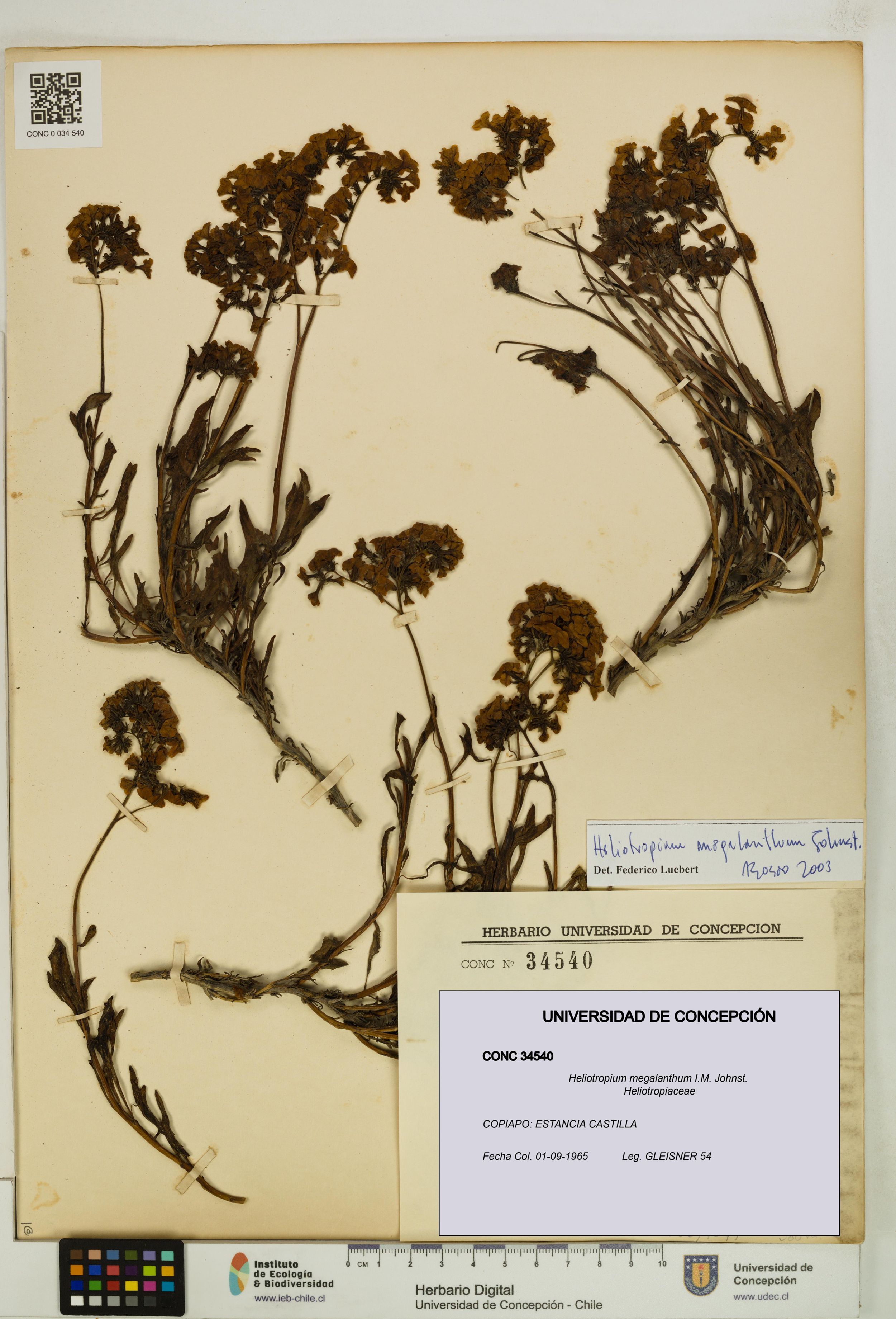 Heliotropium megalanthum [Espécimen: ]