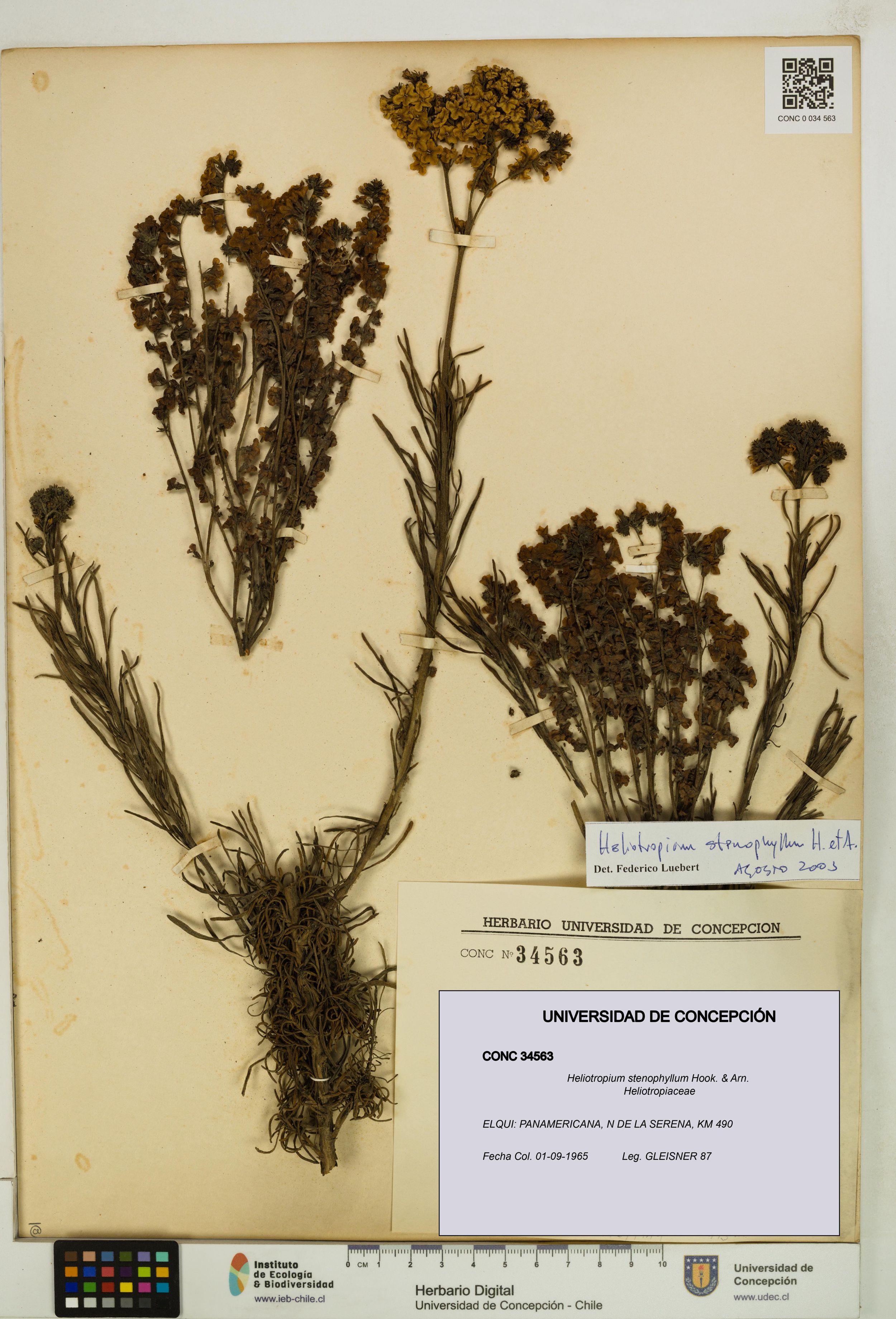 Heliotropium stenophyllum [Espécimen: ]