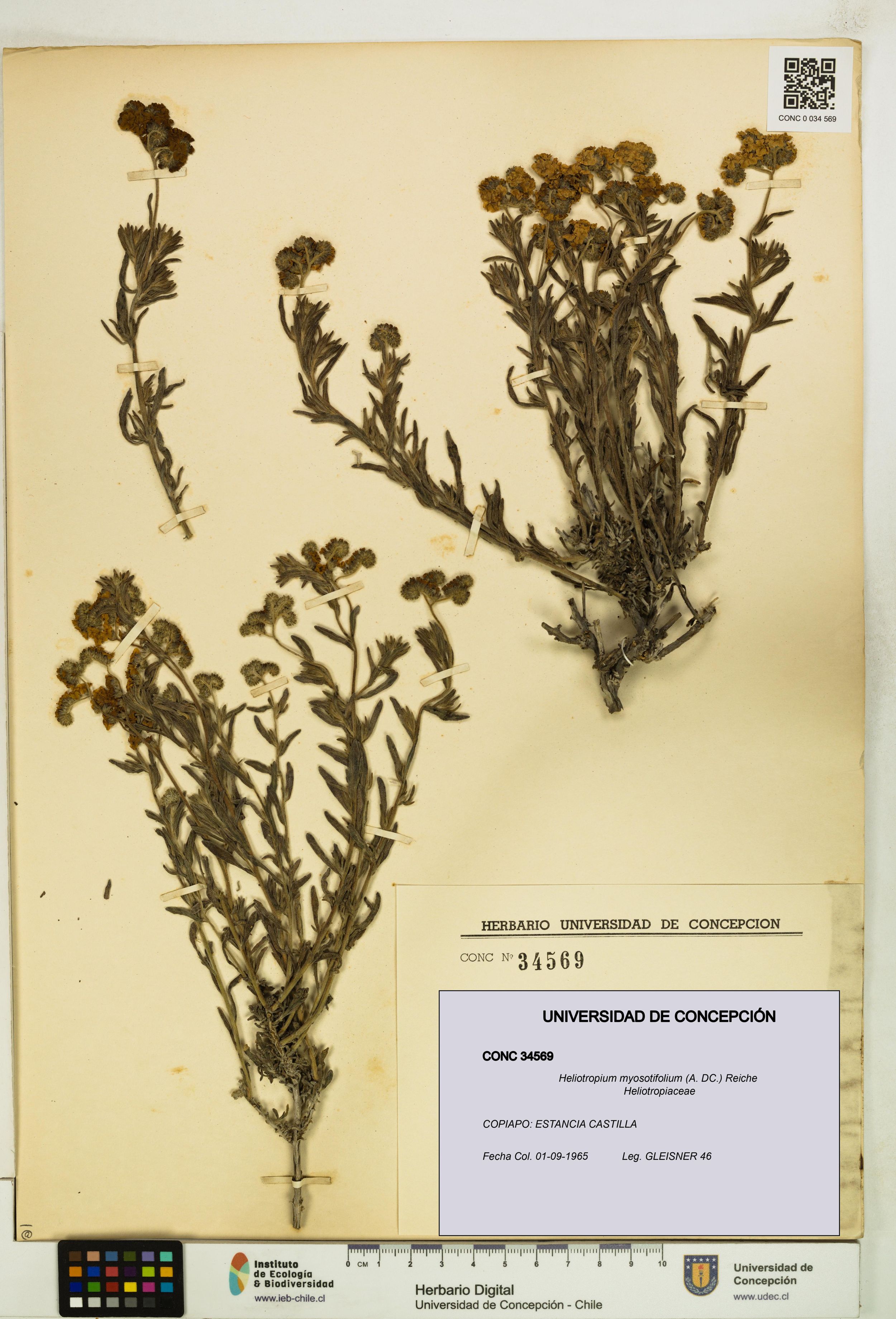 Heliotropium myosotifolium [Espécimen: ]