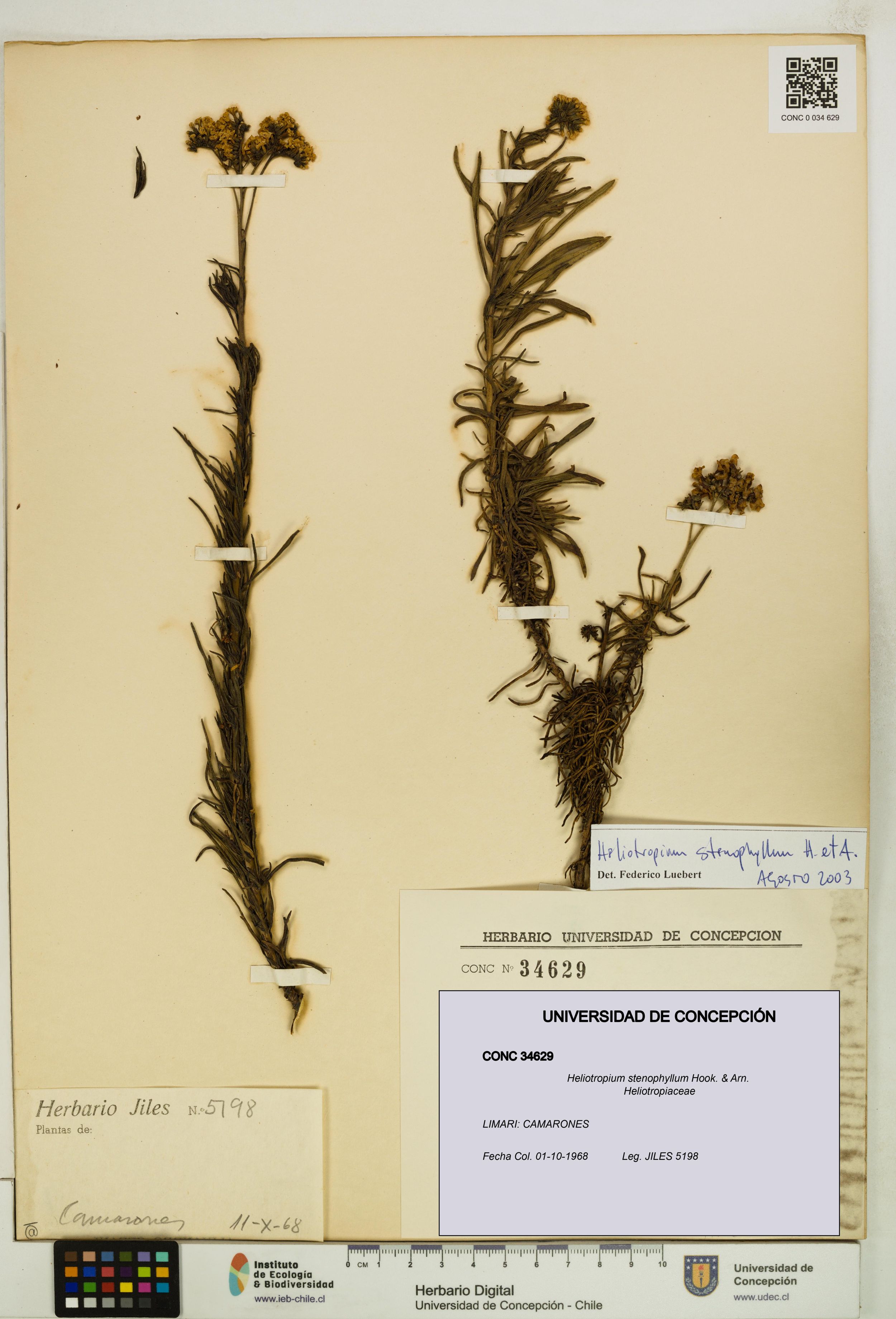 Heliotropium stenophyllum [Espécimen: ]