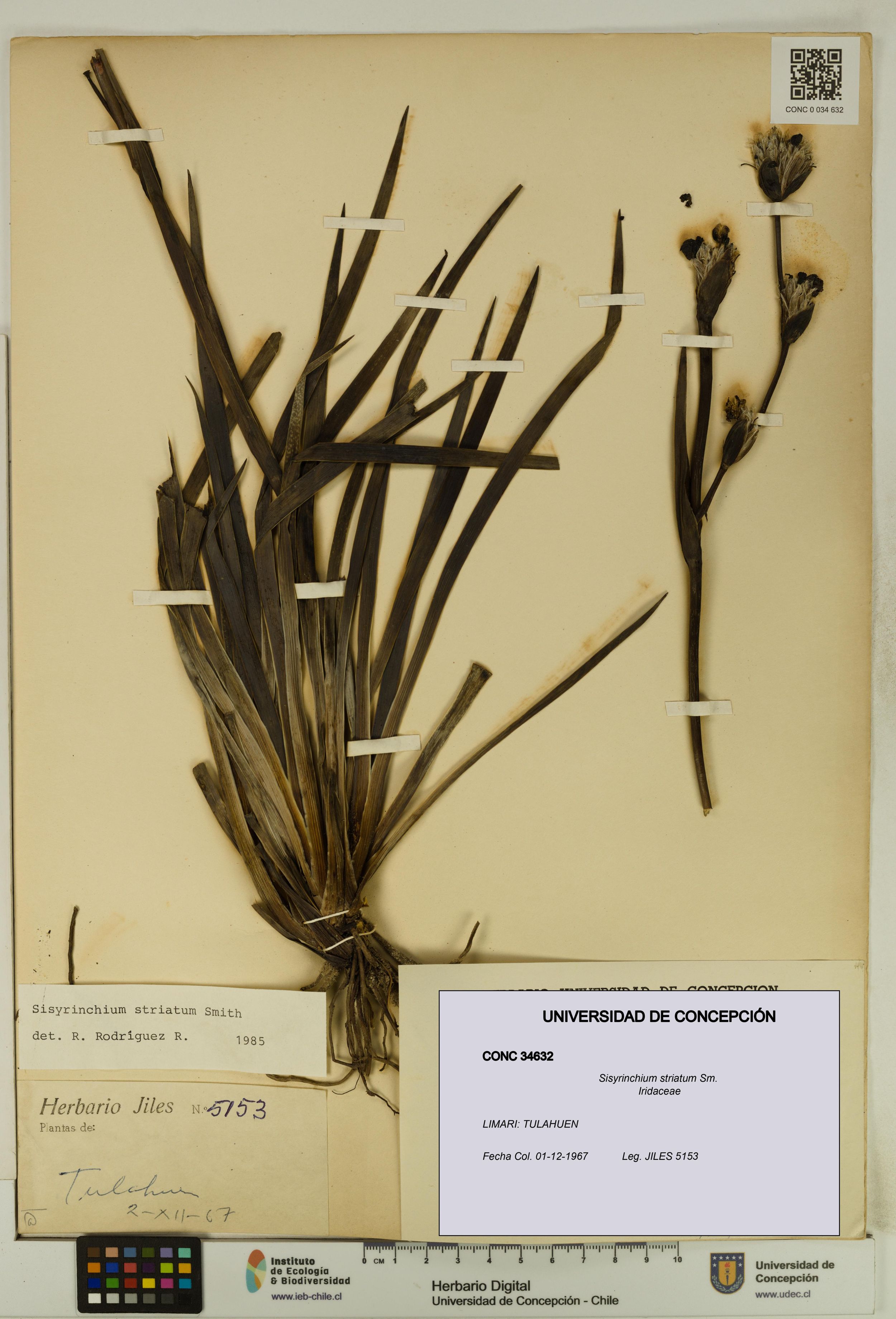 Sisyrinchium striatum [Espécimen: ]