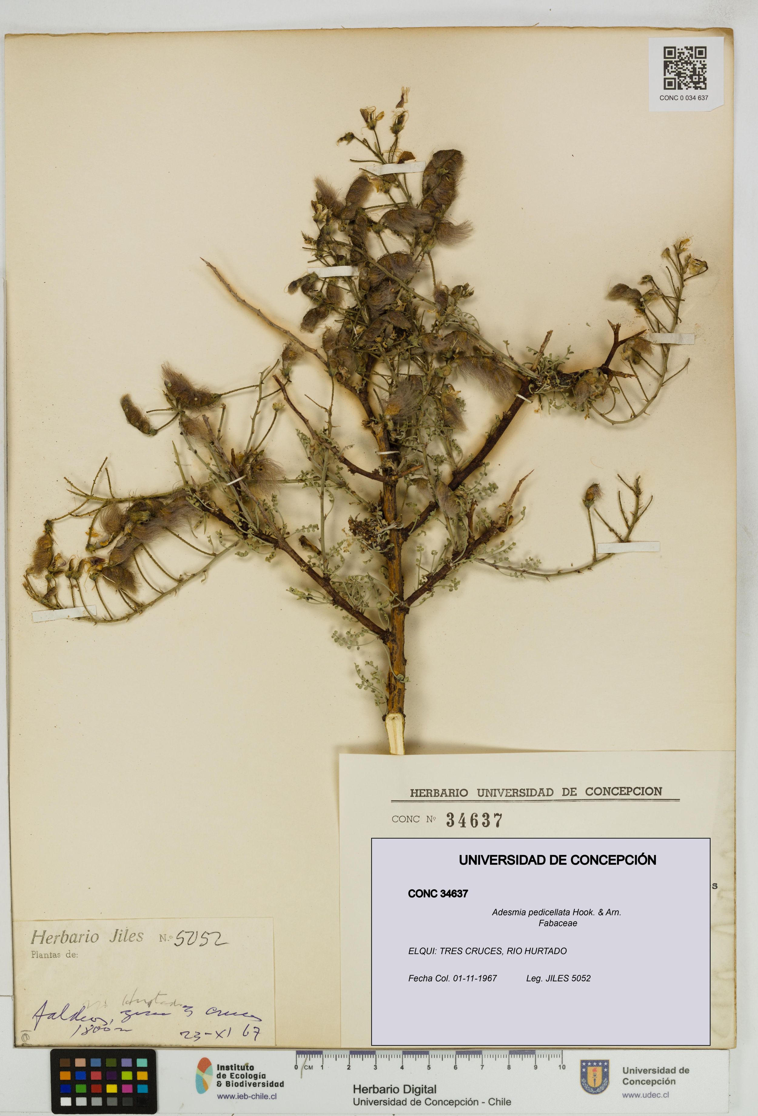 Adesmia pedicellata [Espécimen: ]