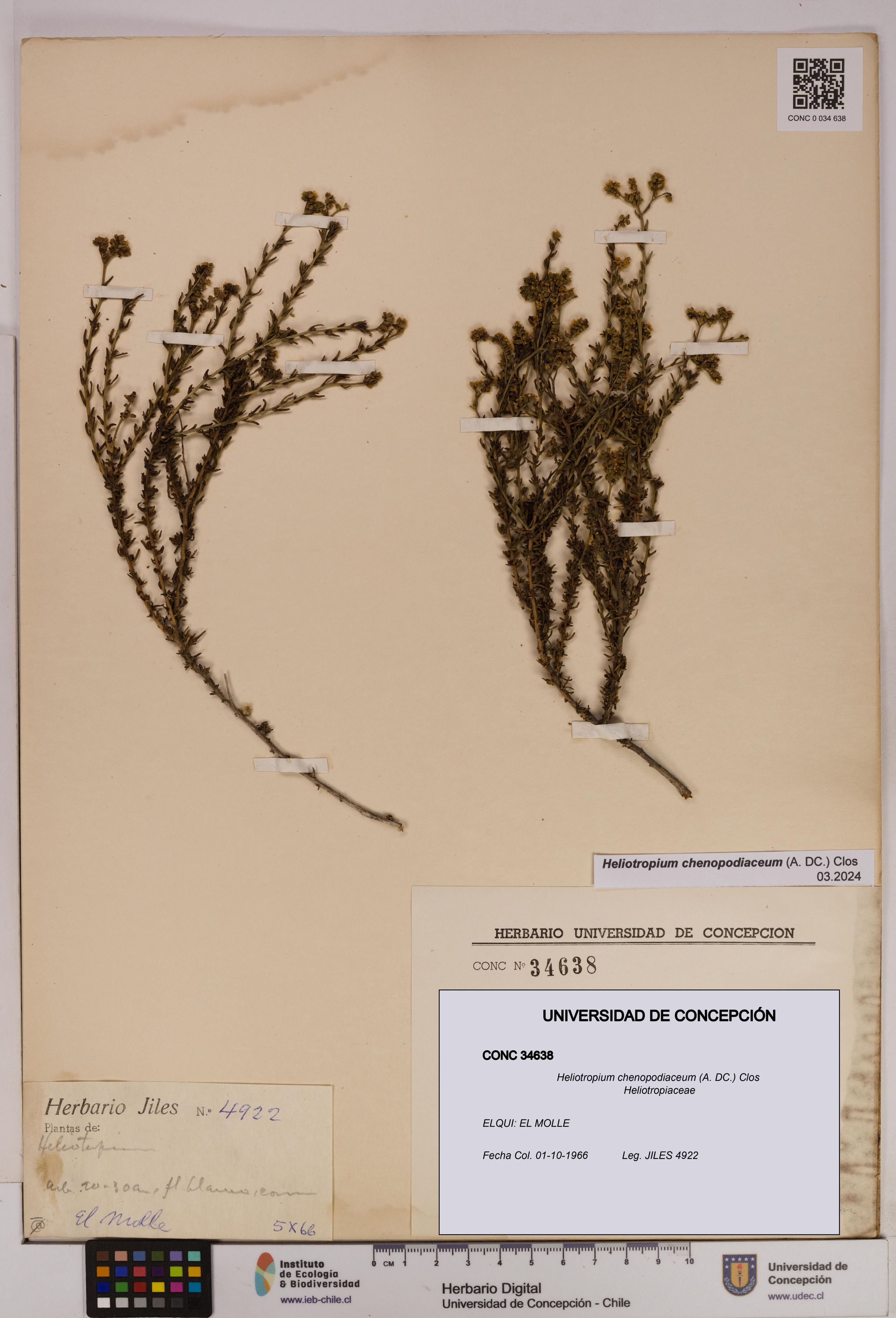 Heliotropium chenopodiaceum [Espécimen: ]