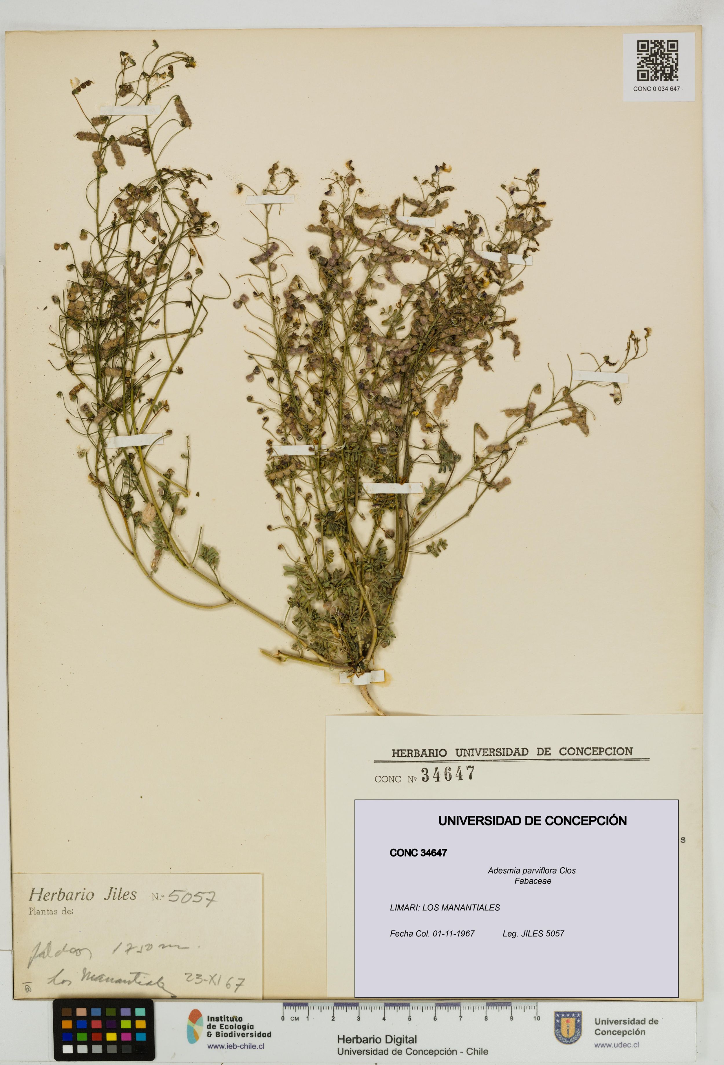 Adesmia parviflora [Espécimen: ]