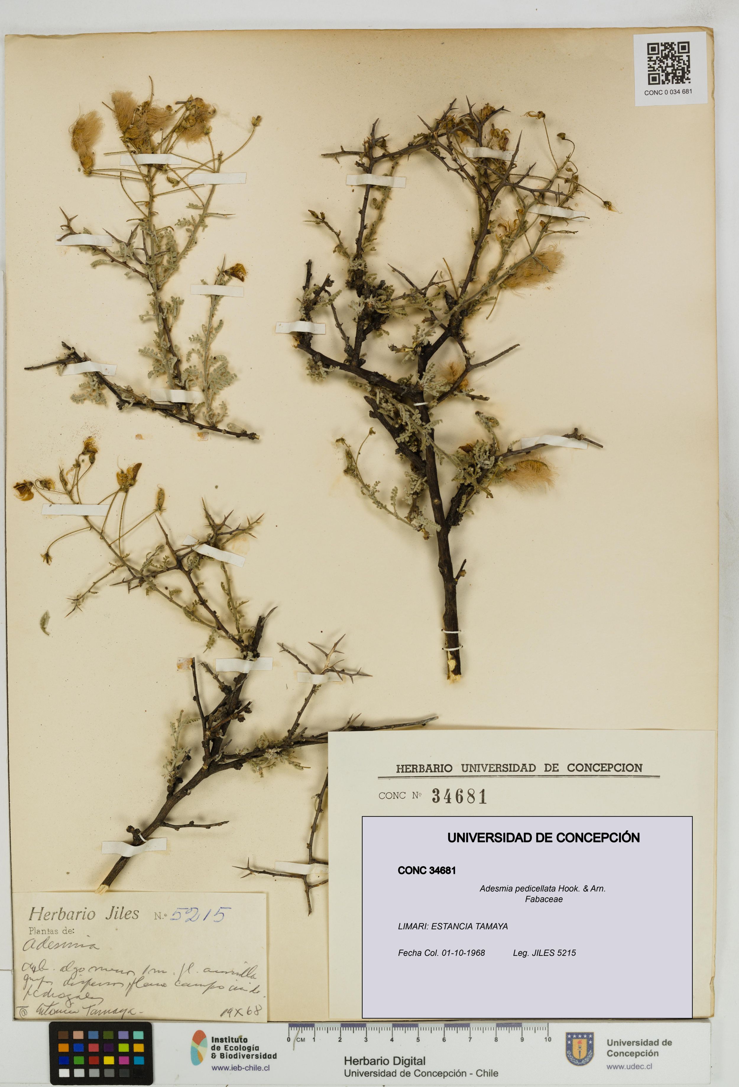 Adesmia pedicellata [Espécimen: ]