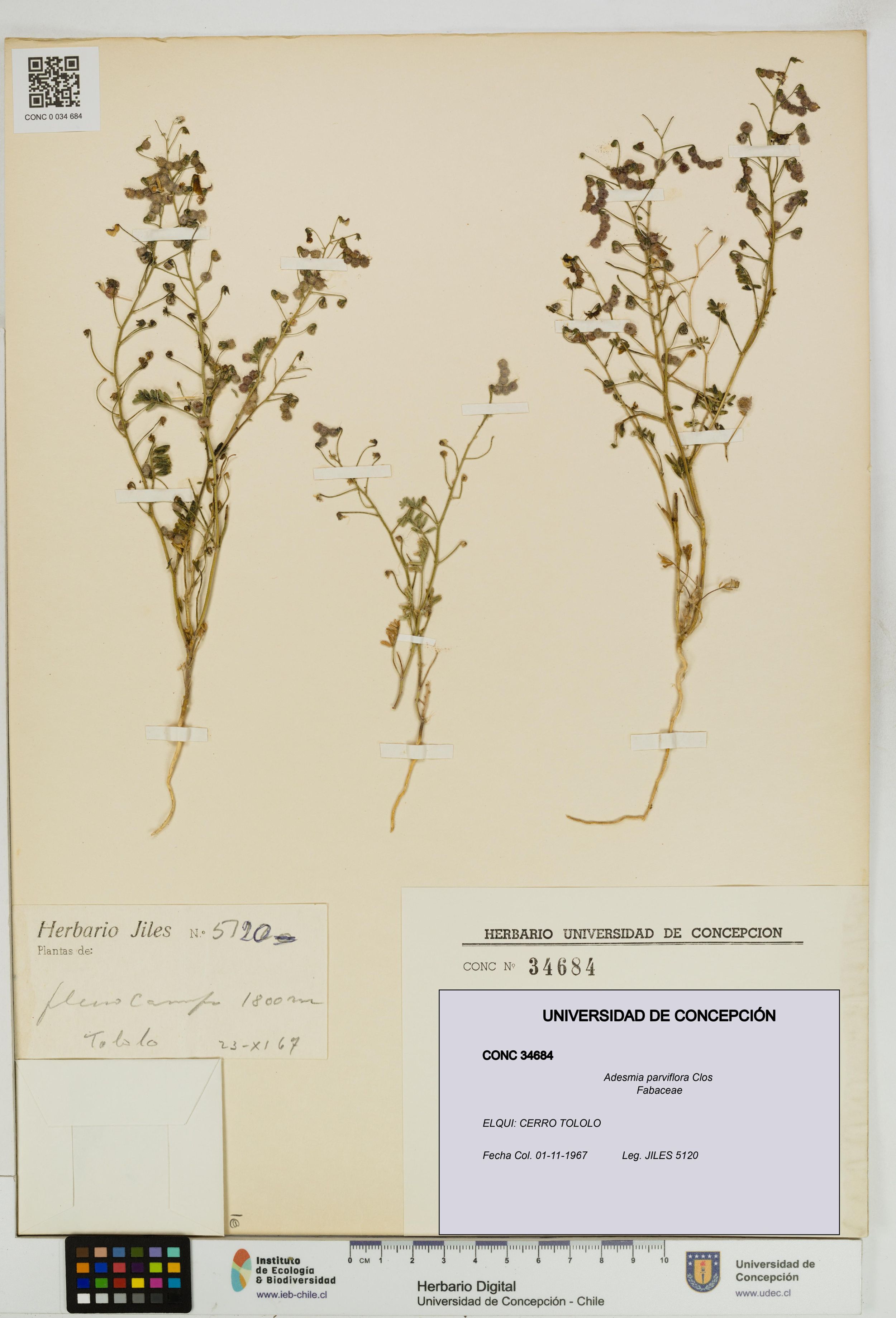 Adesmia parviflora [Espécimen: ]