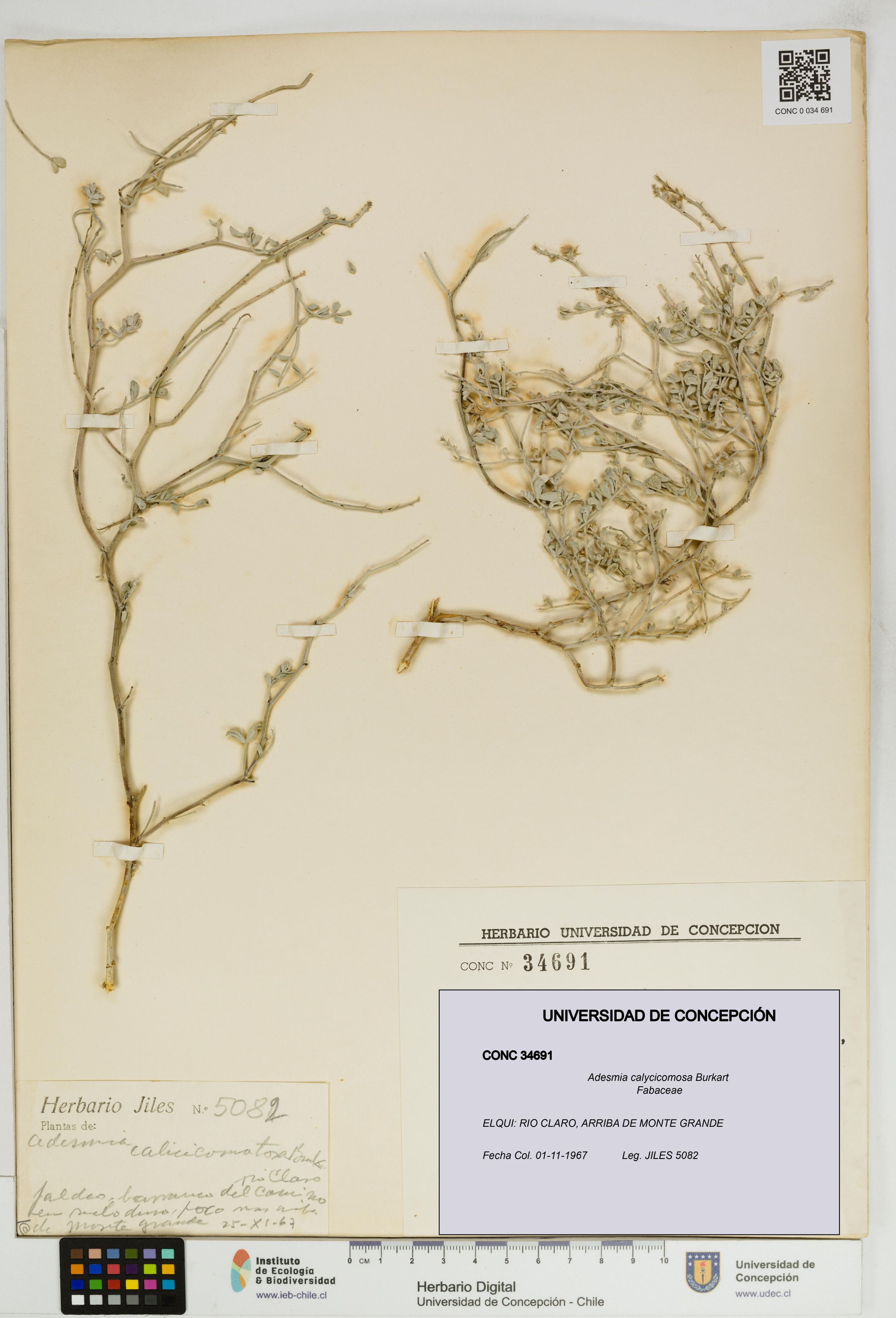 Adesmia calycicomosa [Espécimen: ]