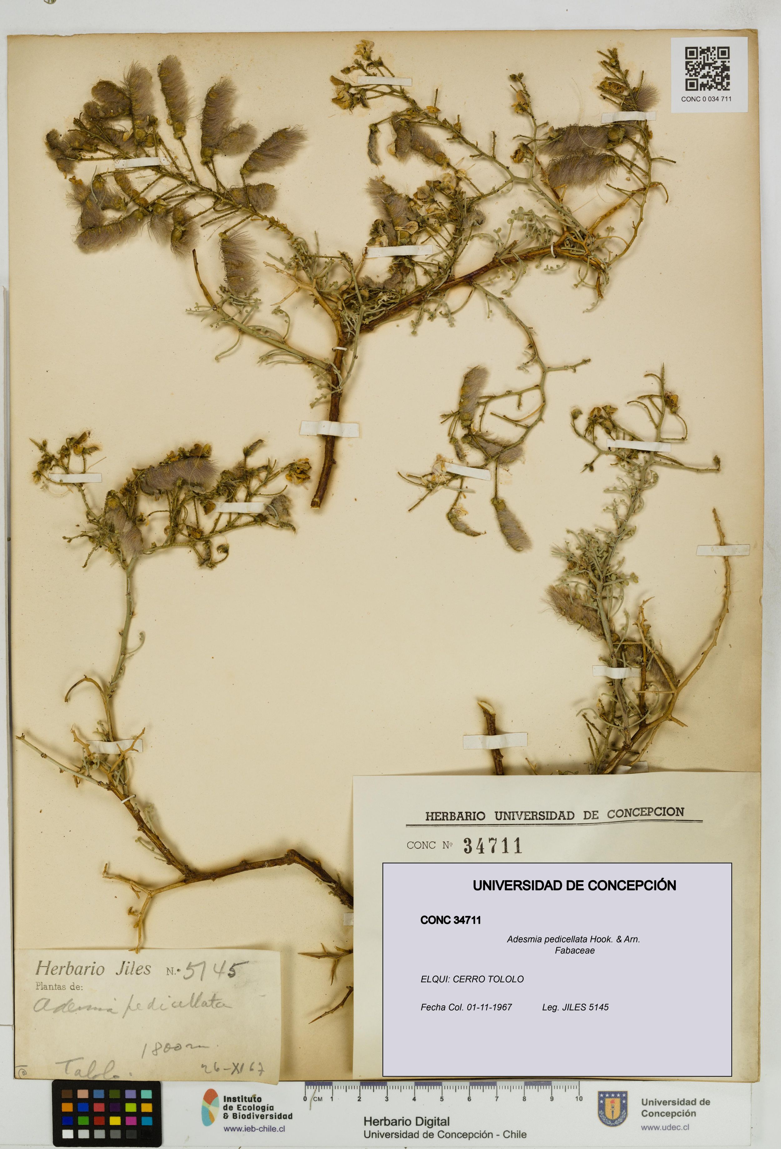 Adesmia pedicellata [Espécimen: ]