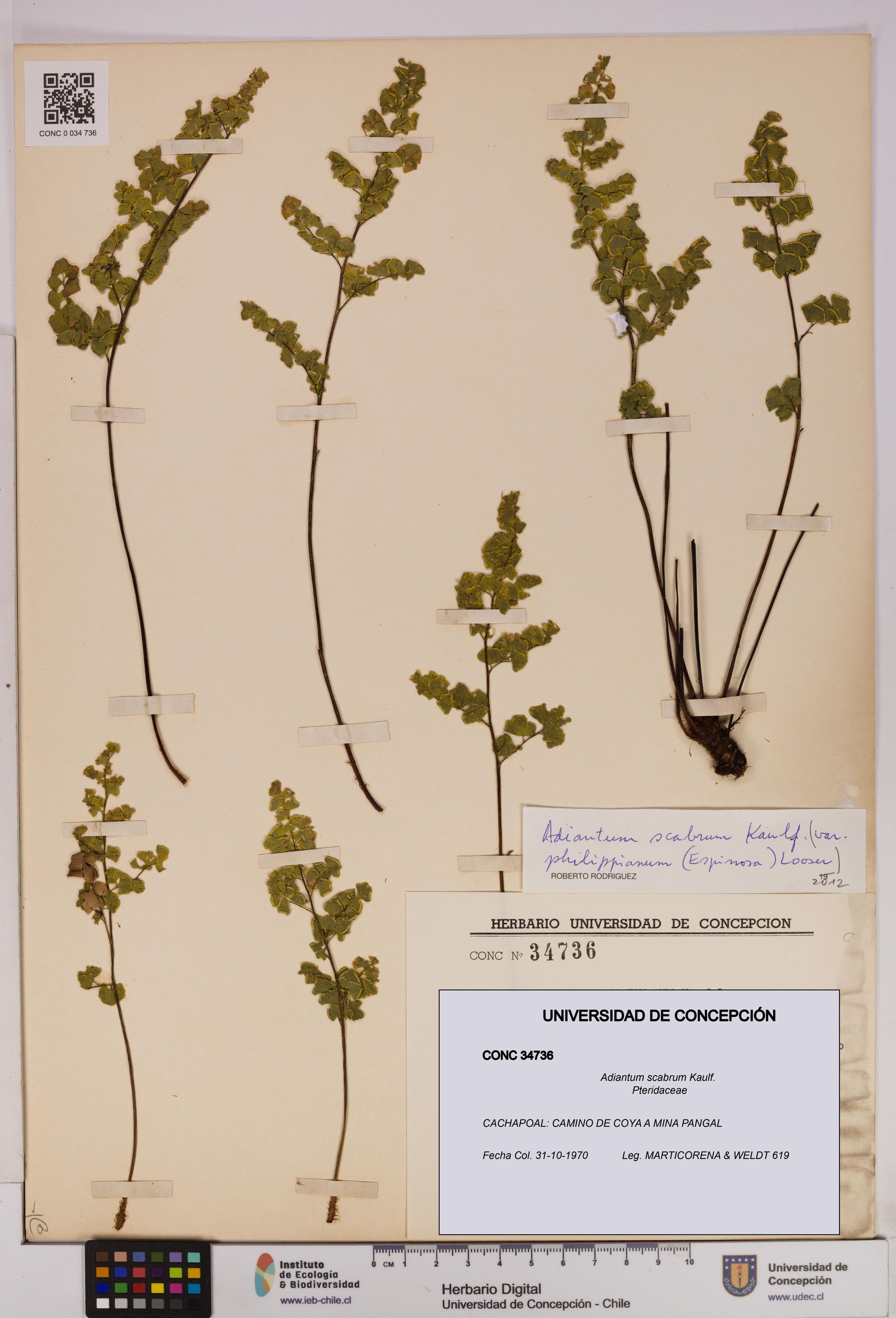 Adiantum scabrum [Espécimen: ]