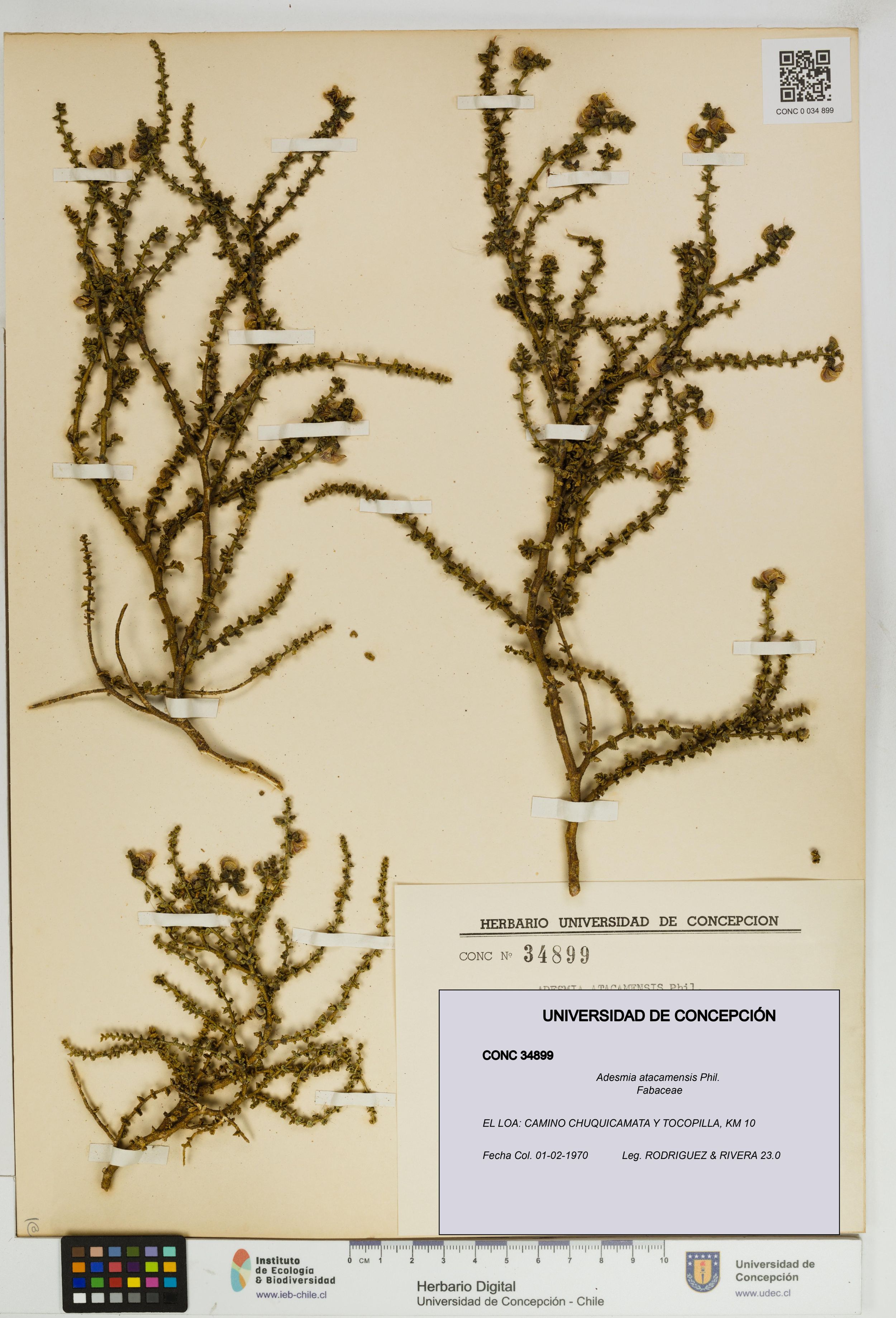 Adesmia atacamensis [Espécimen: ]