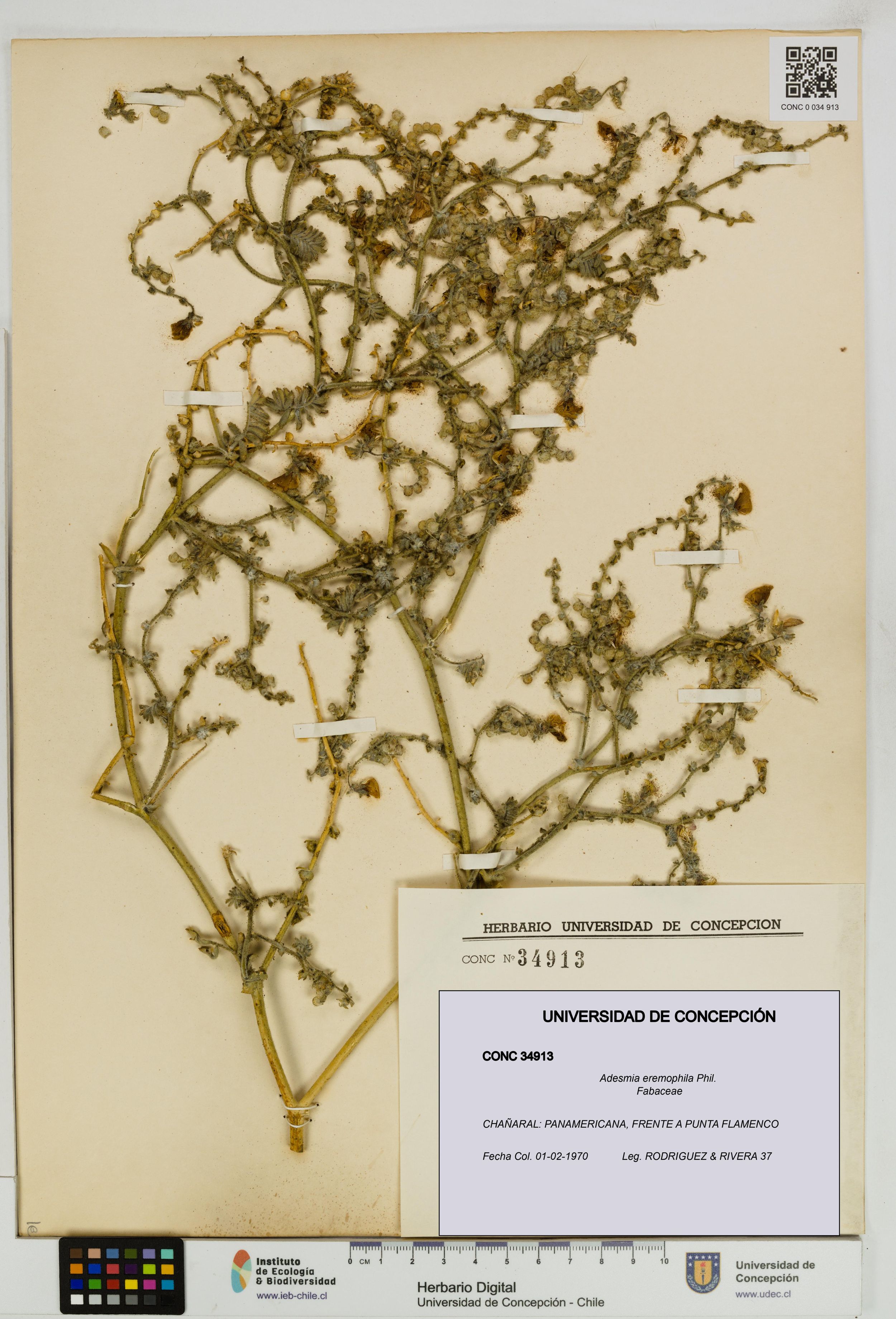 Adesmia eremophila [Espécimen: ]