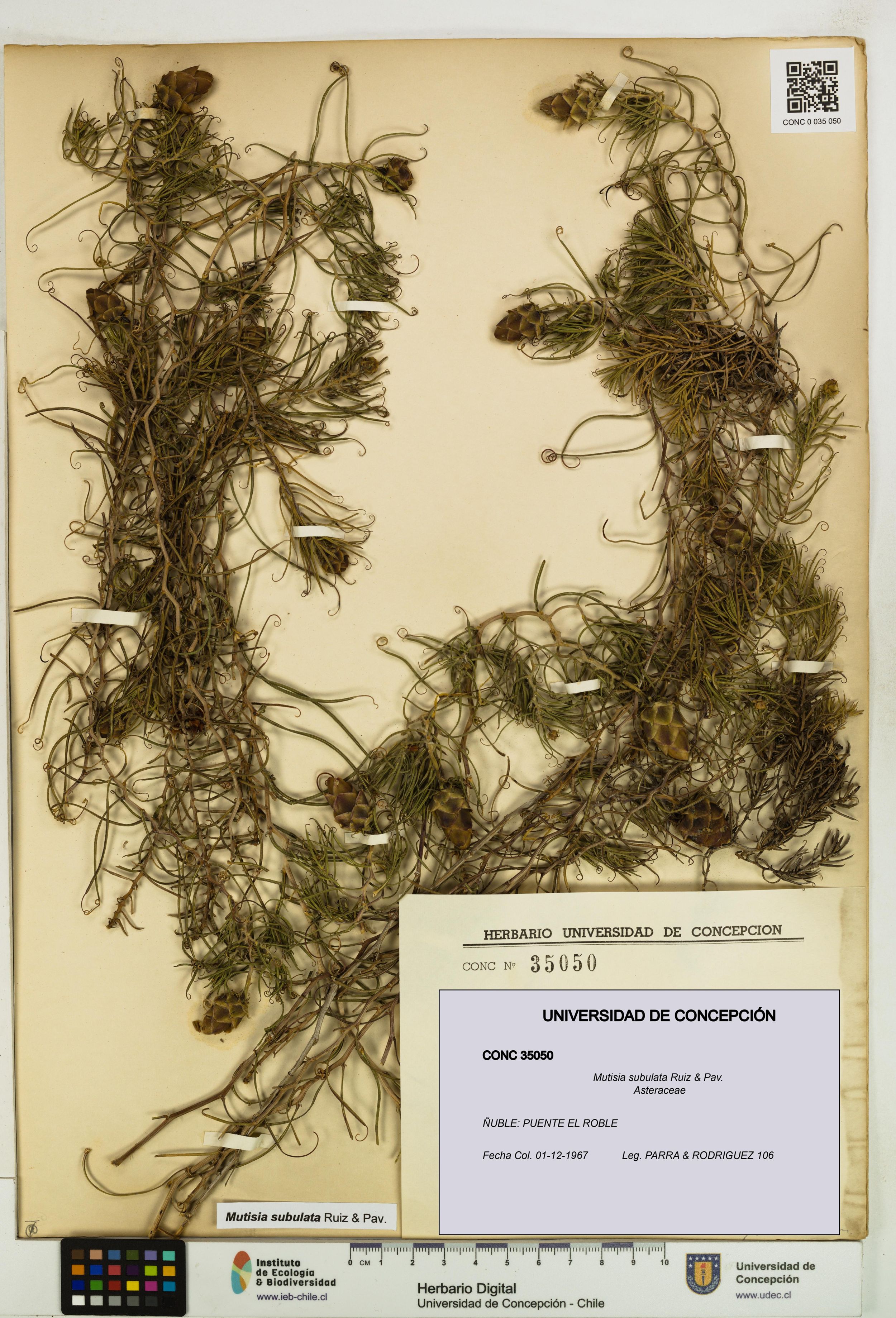 Mutisia subulata [Espécimen: ]