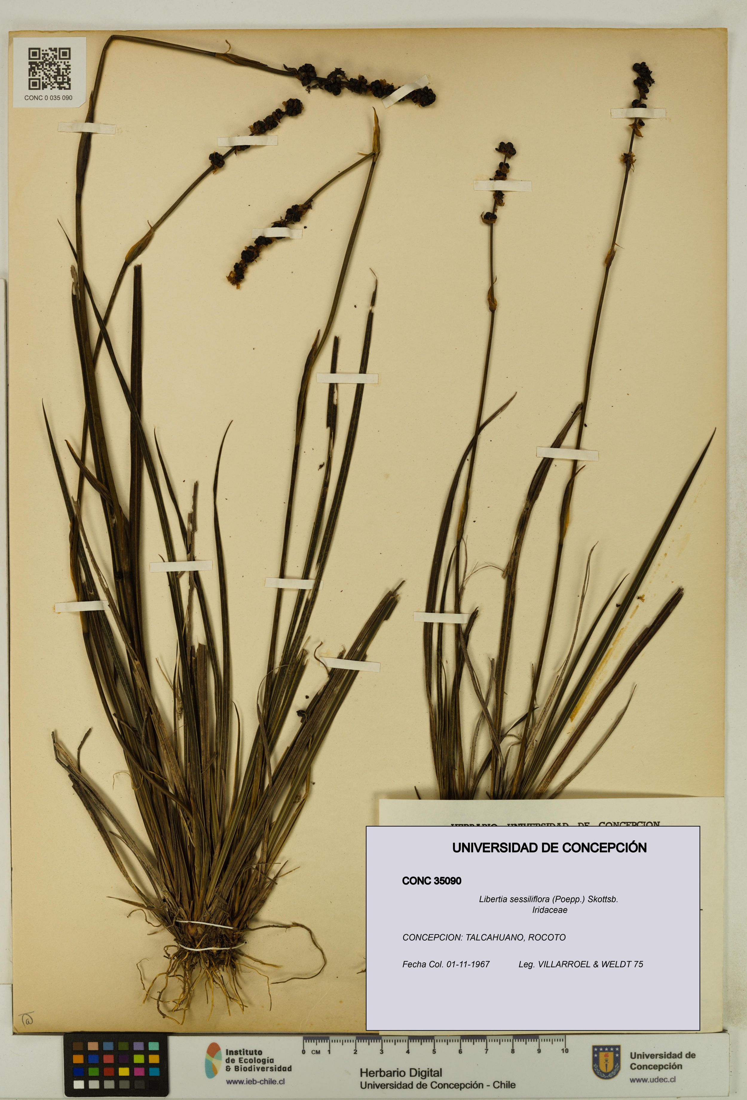 Libertia sessiliflora [Espécimen: ]