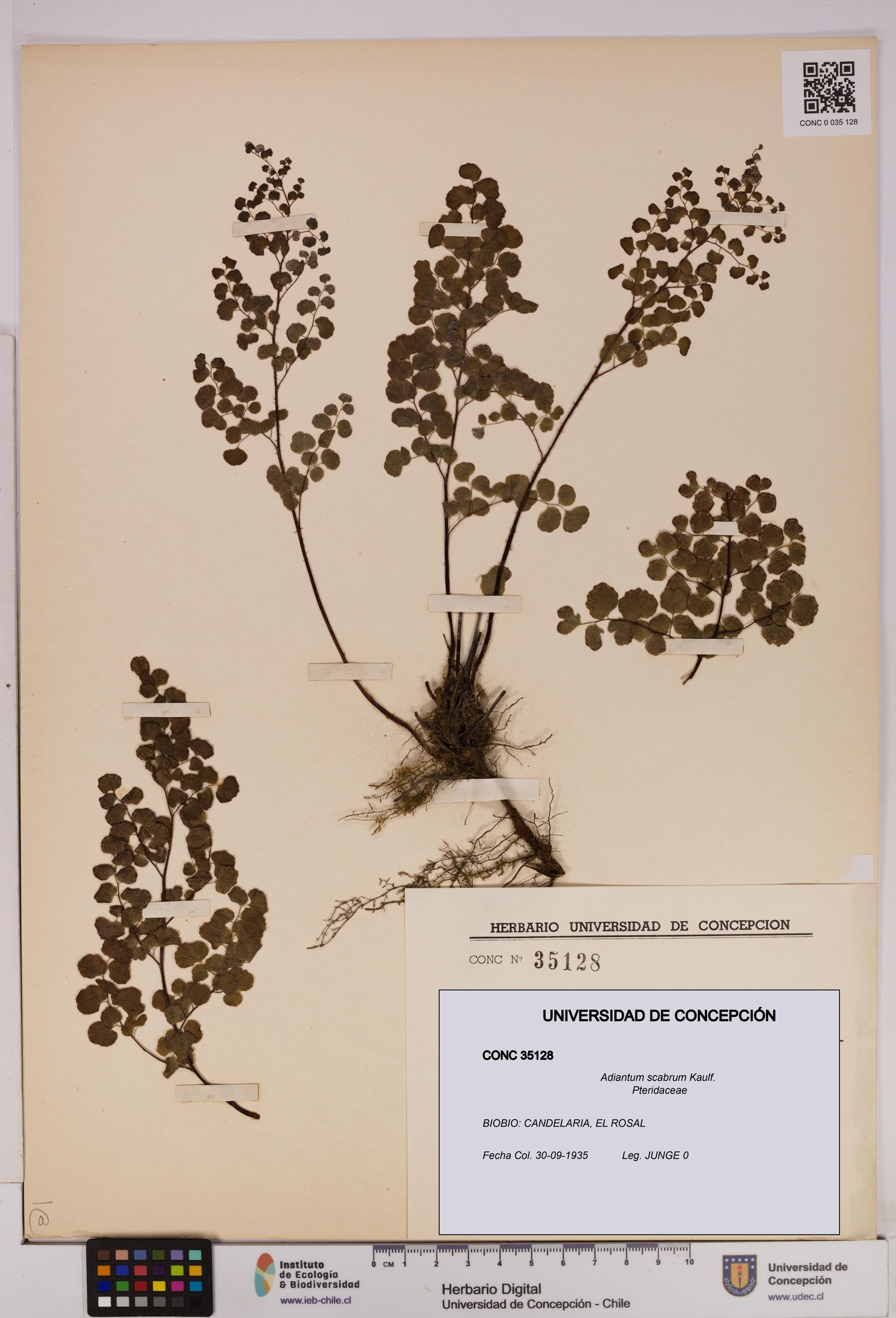 Adiantum scabrum [Espécimen: ]