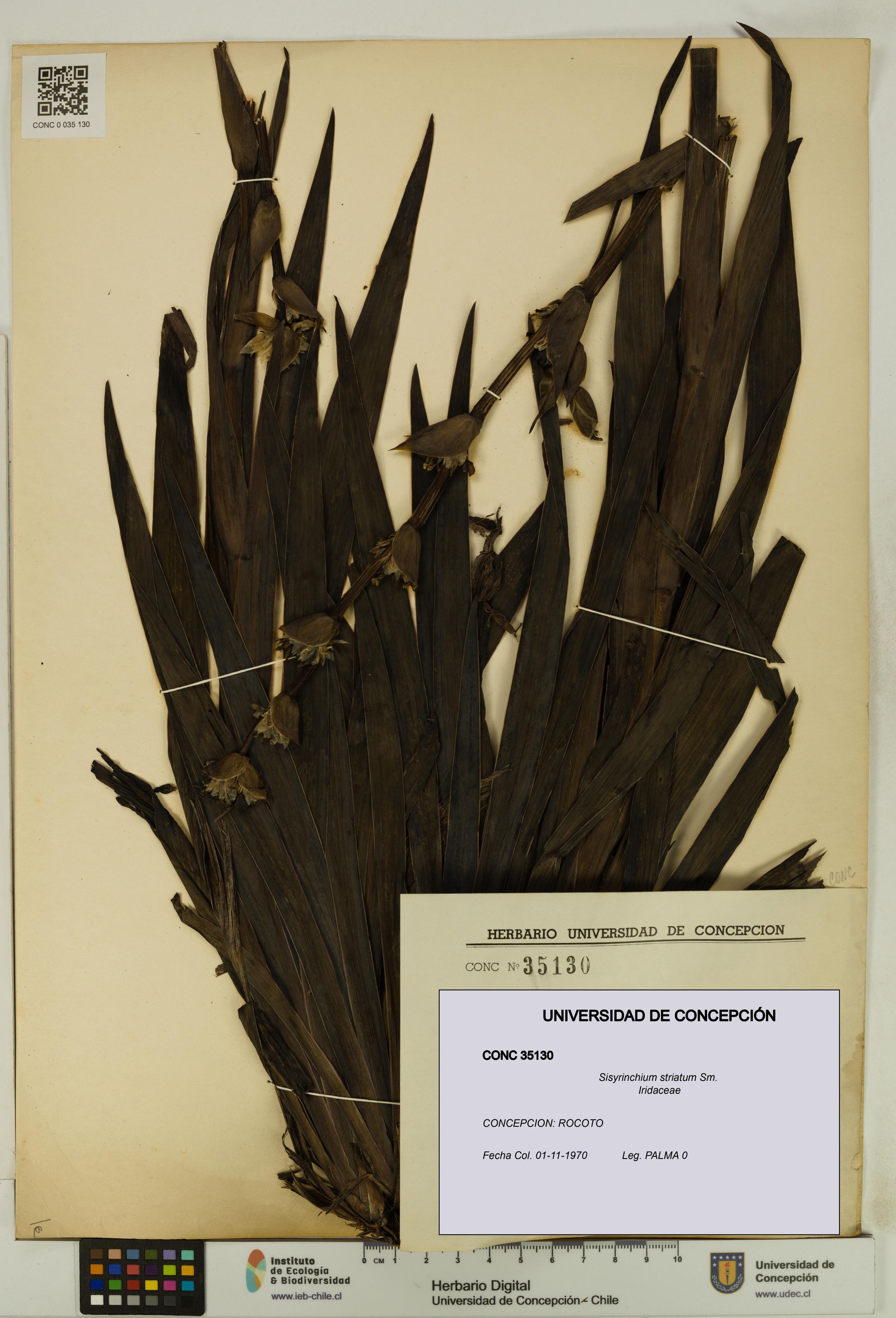 Sisyrinchium striatum [Espécimen: ]