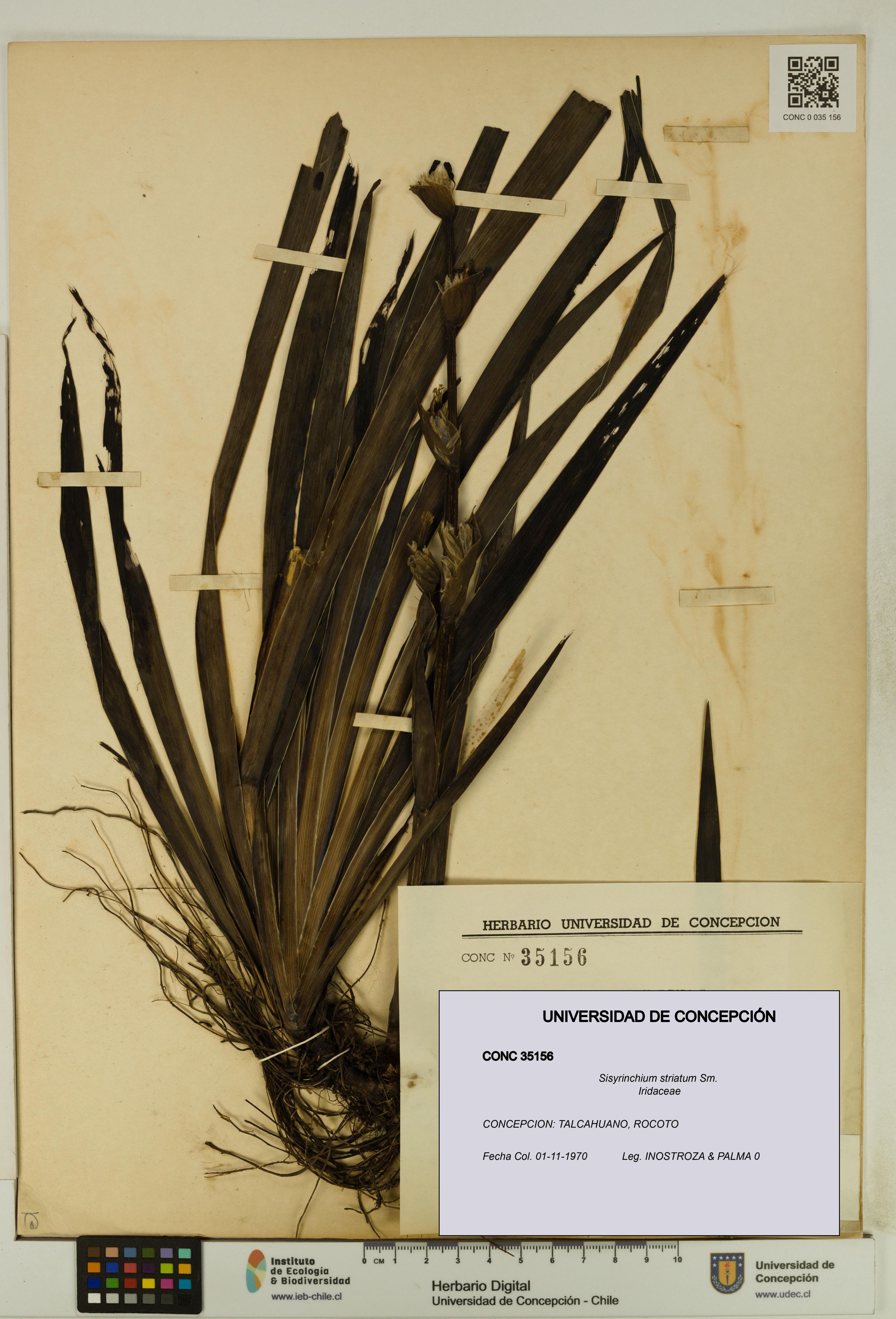 Sisyrinchium striatum [Espécimen: ]