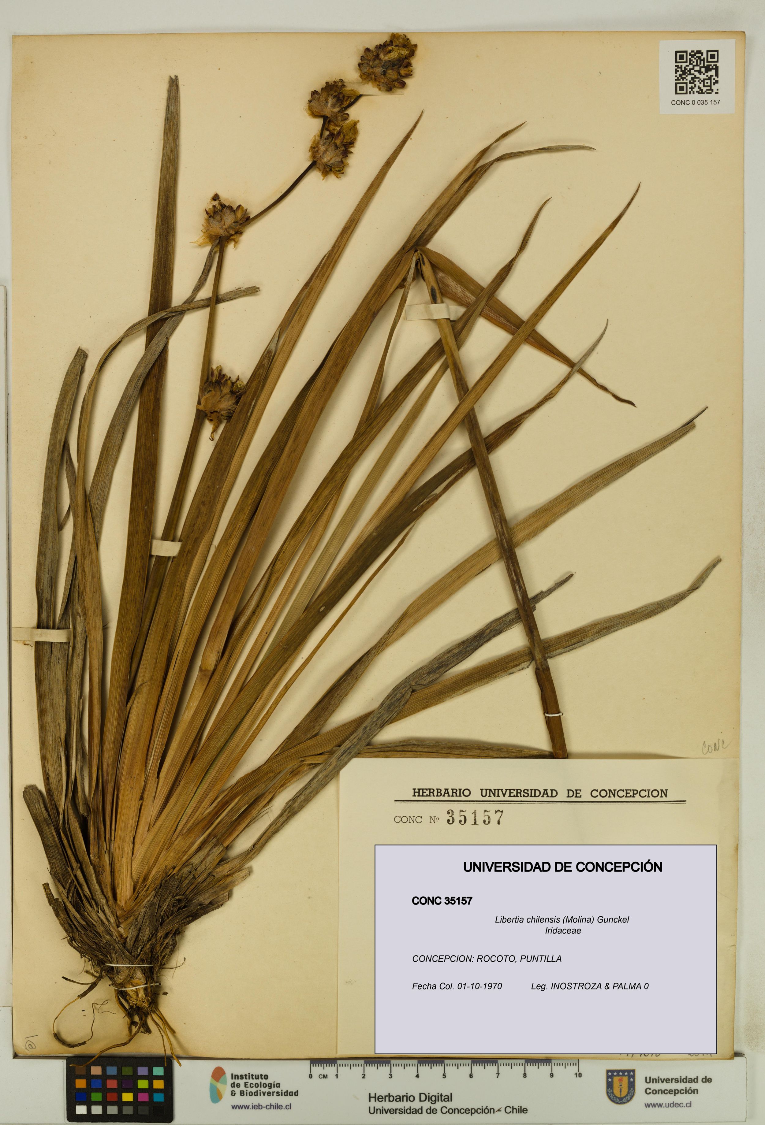 Libertia chilensis [Espécimen: ]