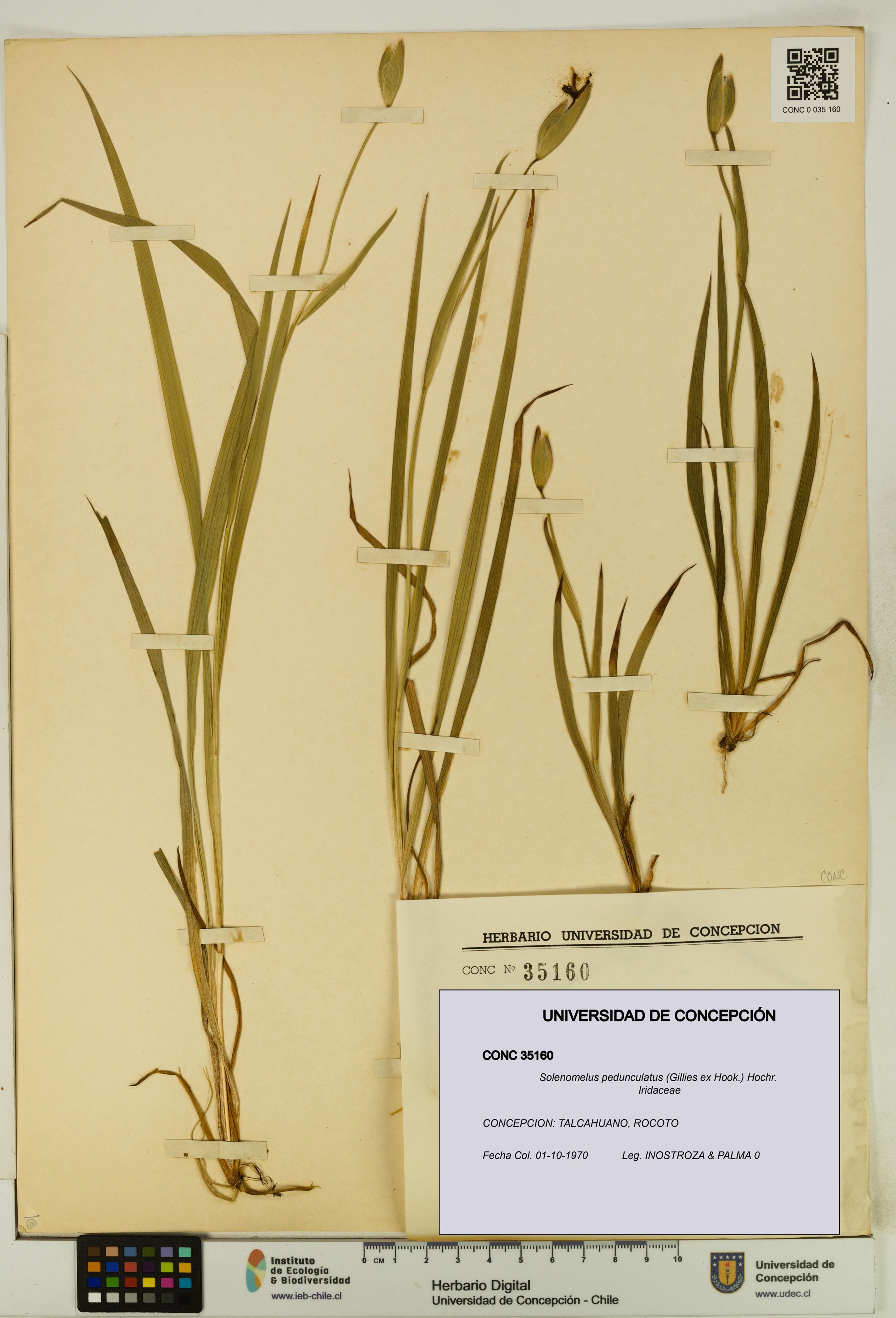 Solenomelus pedunculatus [Espécimen: ]