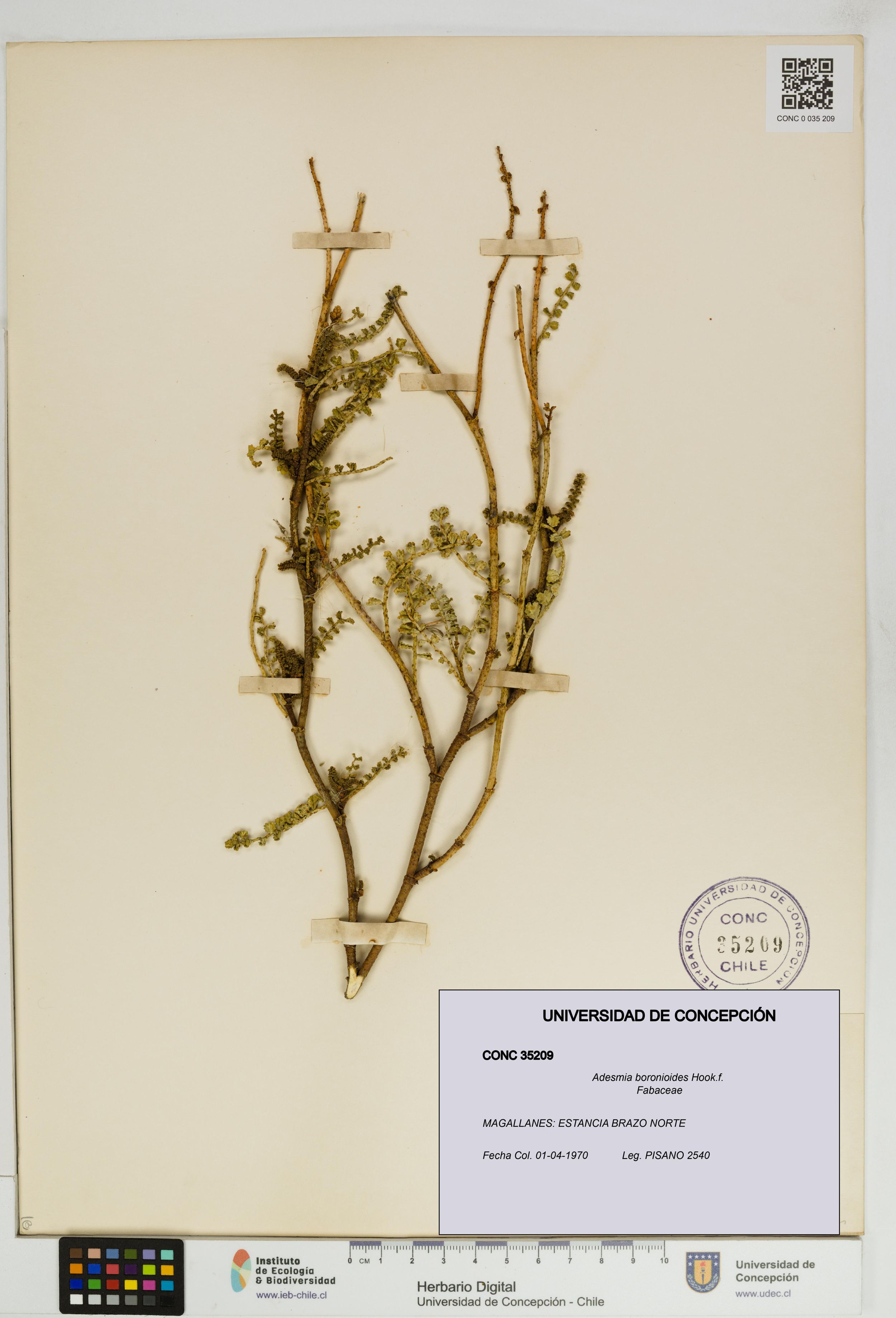 Adesmia boronioides [Espécimen: ]