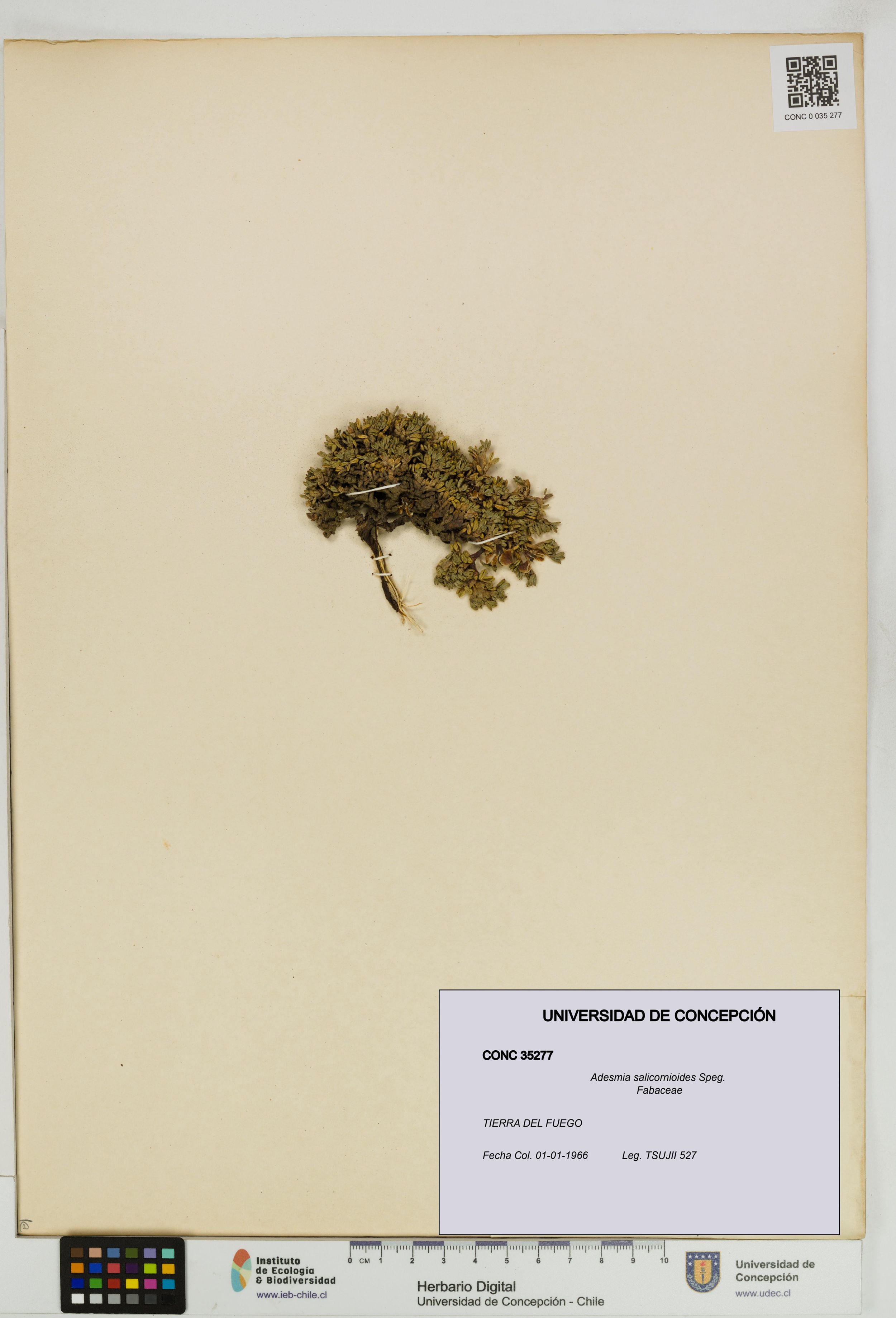 Adesmia salicornioides [Espécimen: ]