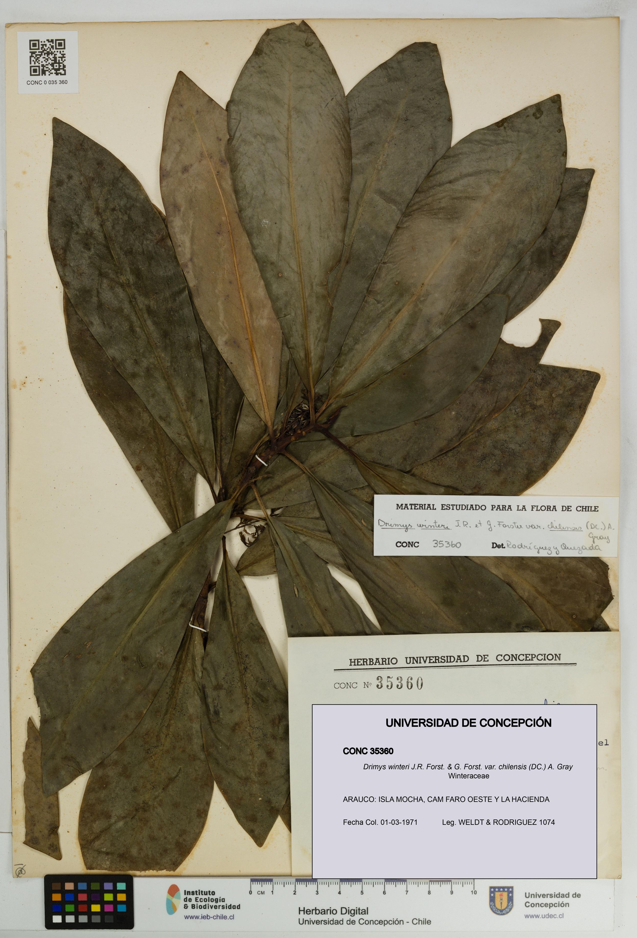 Drimys winteri var. chilensis [Espécimen: ]