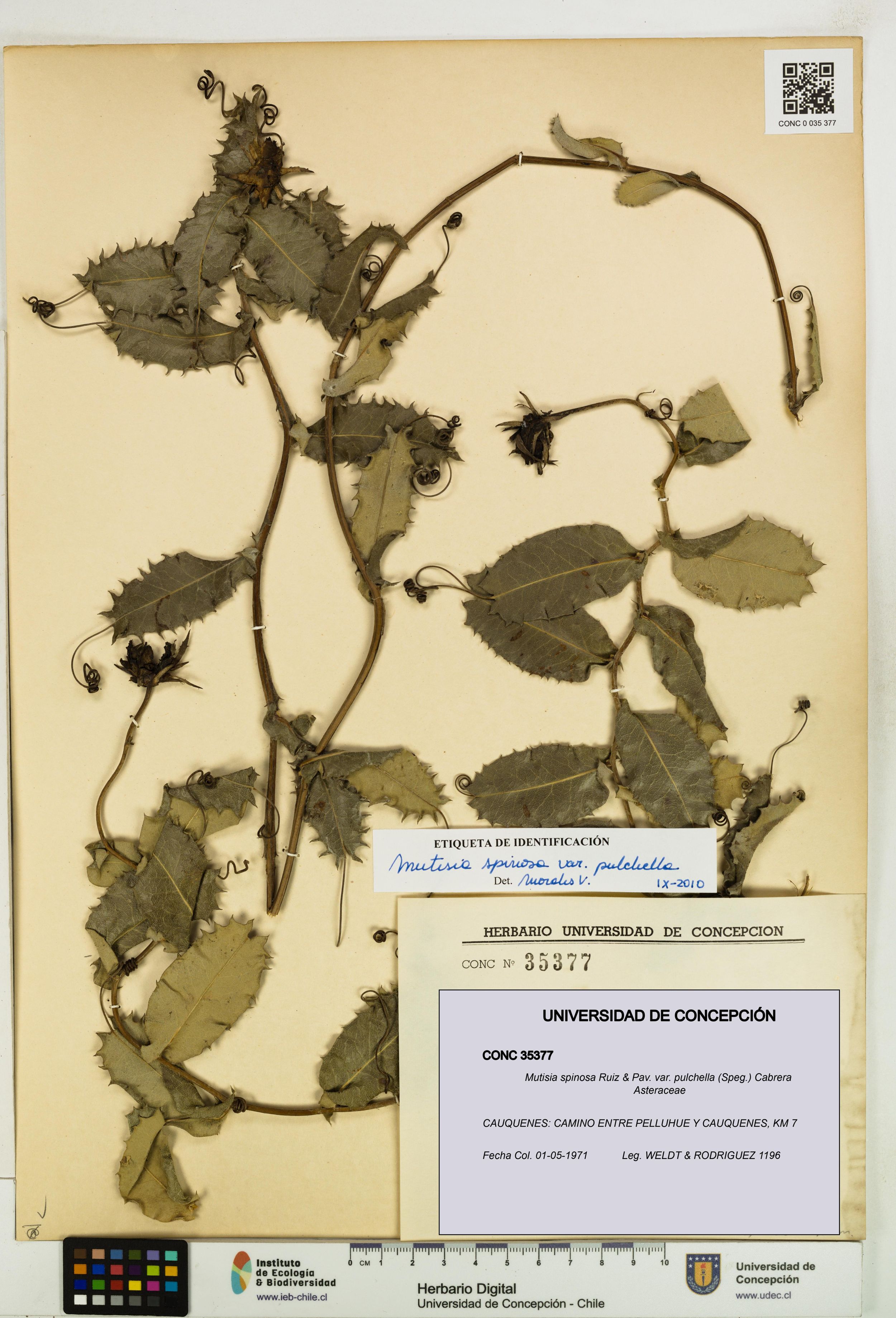 Mutisia spinosa var. pulchella [Espécimen: ]