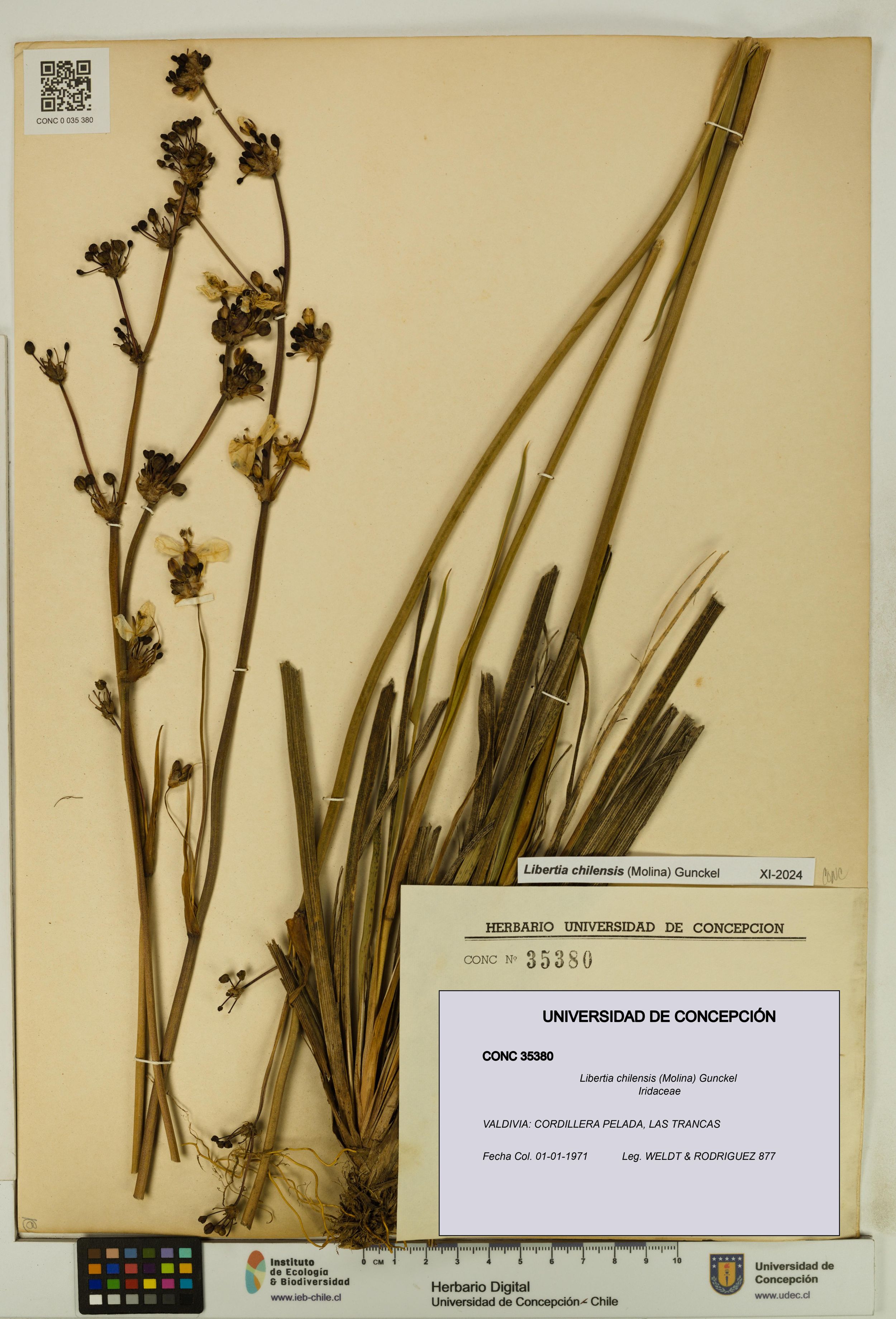 Libertia chilensis [Espécimen: ]